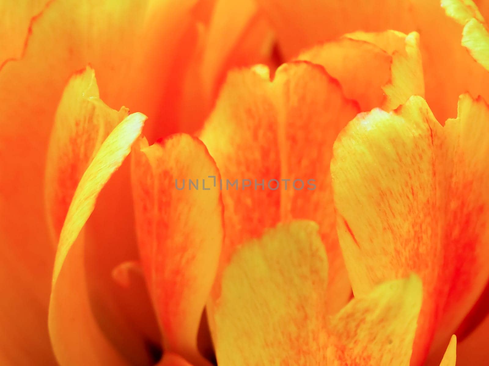 Abstract background of flower texture. Petals of a fluffy bright orange tulip. Floral decor for presentation of natural cosmetics. Soft focus. Close up of orange color double early tulip.