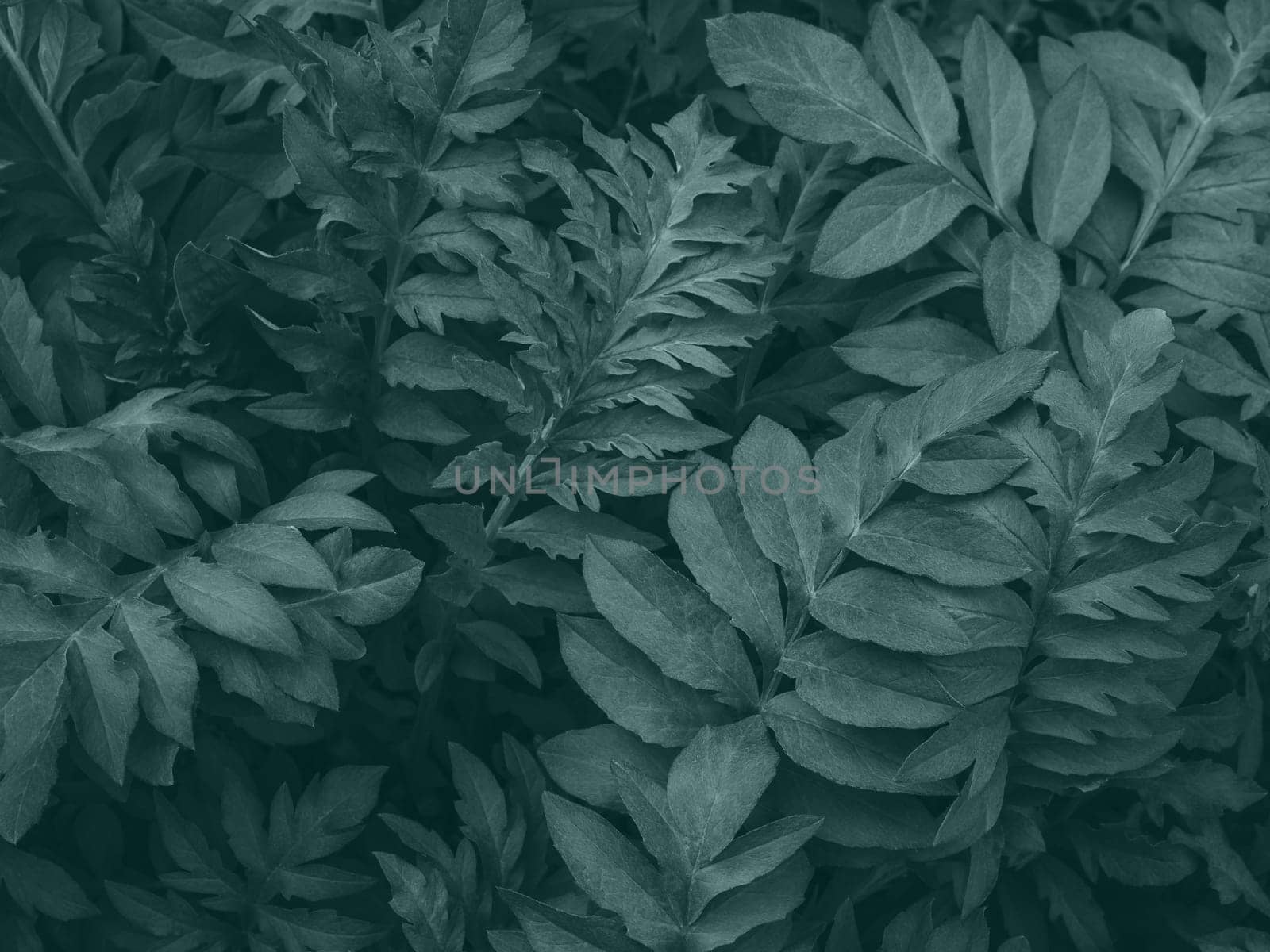 Abstract leaf texture background in trendy color of 2021. Leaves of colour tidewater green. Dark art moody floral. Nature decor for presentation or wallpaper desktop. Creative layout for your products by Halina