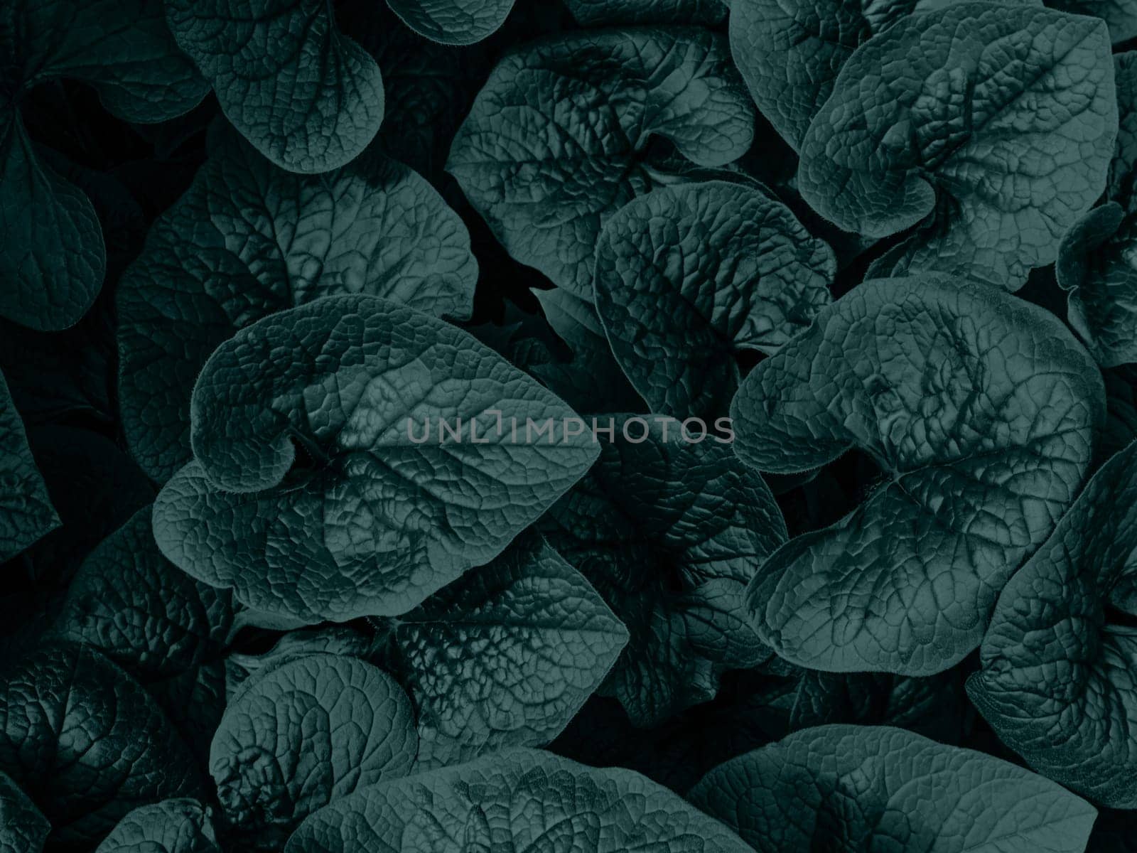 Creative layout of tidewater green leaves. Flat lay. Nature background. Abstract leaf texture background in trendy color of 2021. Nature decor for presentation or wallpaper desktop. Fairy dark art. by Halina