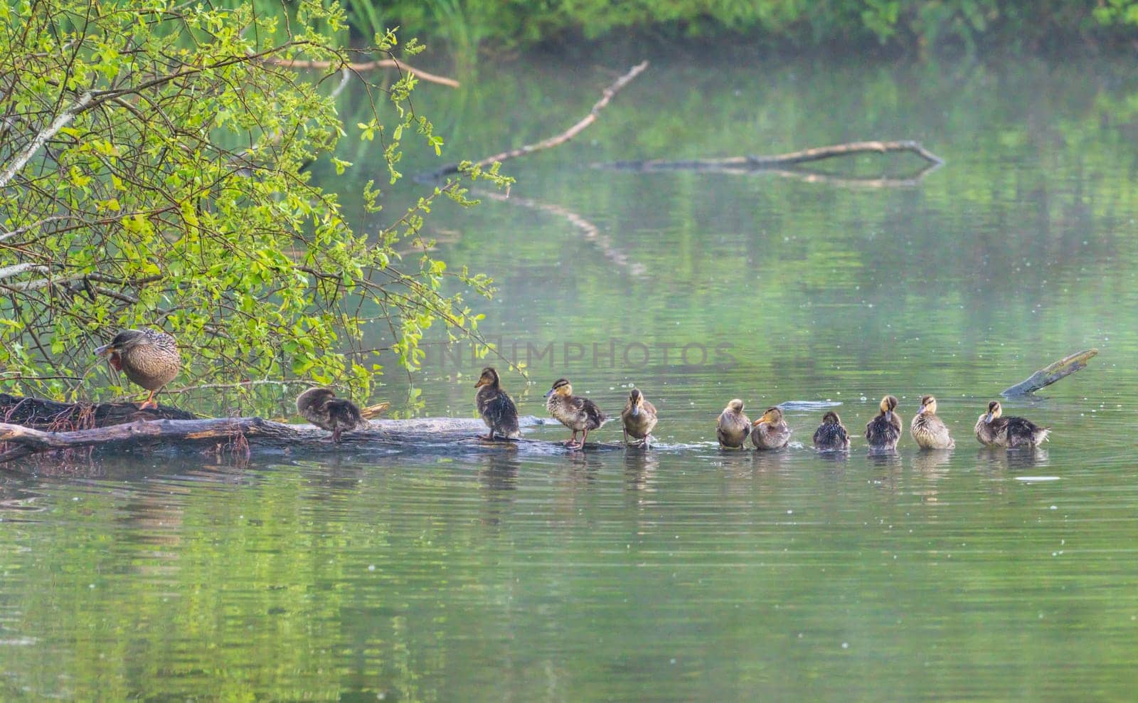 Group of young ducklings on log in lake getting ready for the night and washing feathers