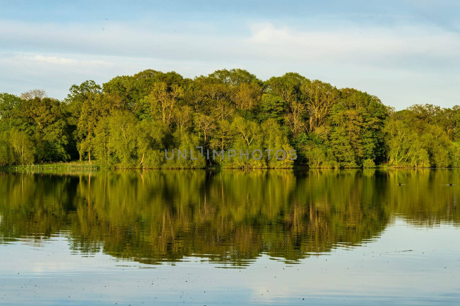 Panorama of the lake shore of the Mere with a perfect reflection in Ellesmere in Shropshire