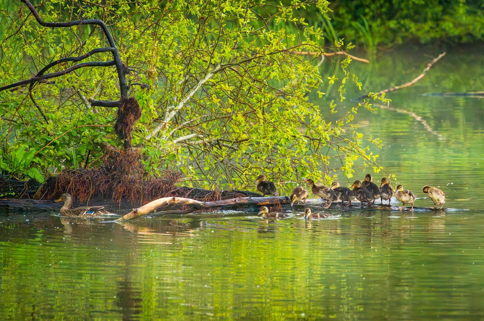 Group of young ducklings on log in lake getting ready for the night and washing feathers