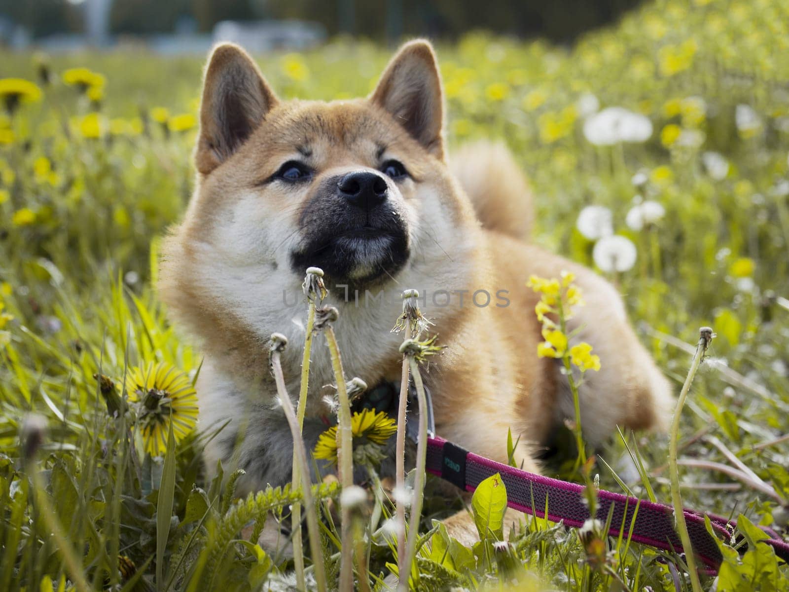 Close-up Portrait of beautiful and happy red shiba inu puppy in the green grass, small dog. Dogecoin. Red-haired Japanese dog with smile. Dandelions, daisies in the background. High quality photo.