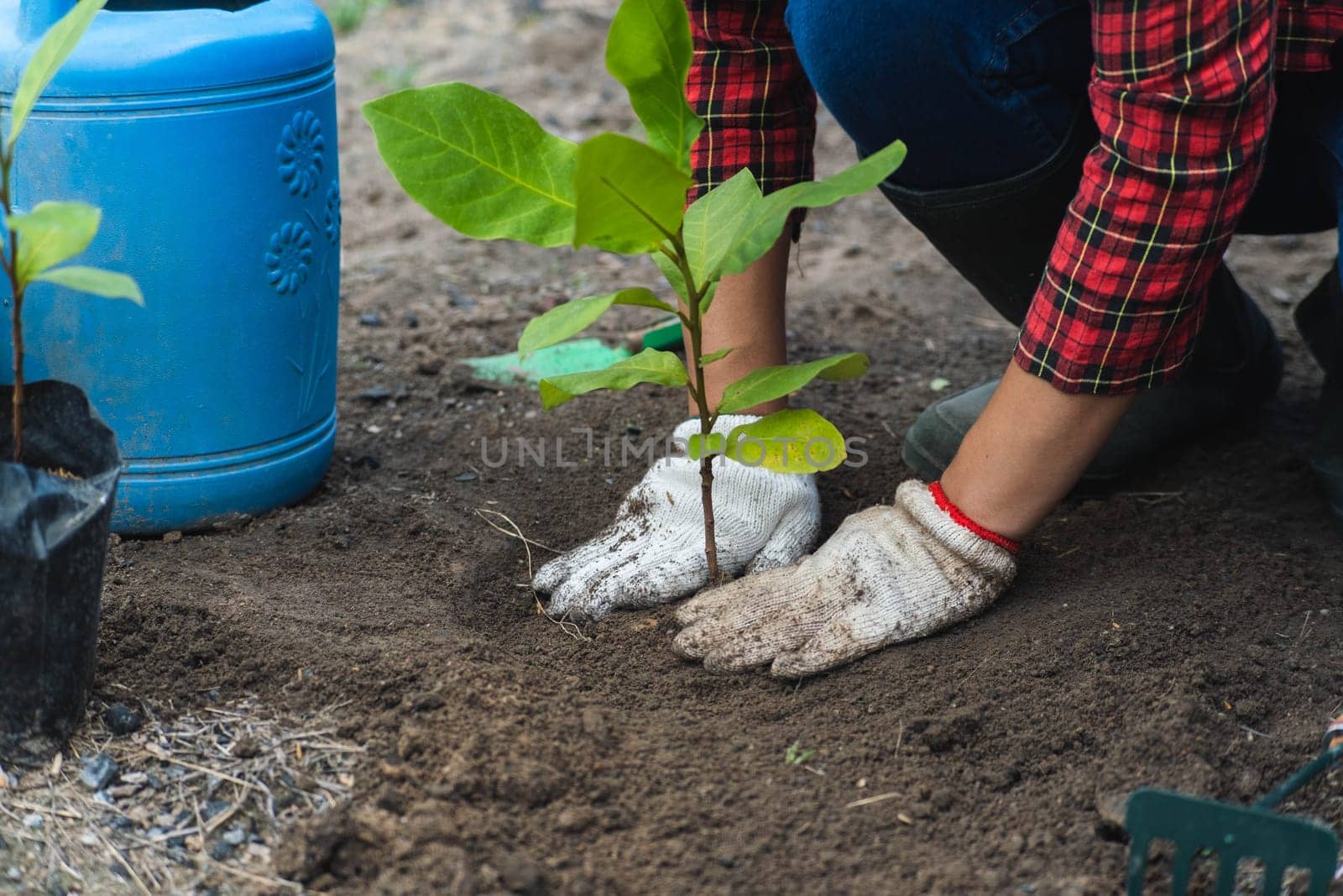 Female hands planting plants in the soil. Gardening and growing vegetables at home. by TEERASAK