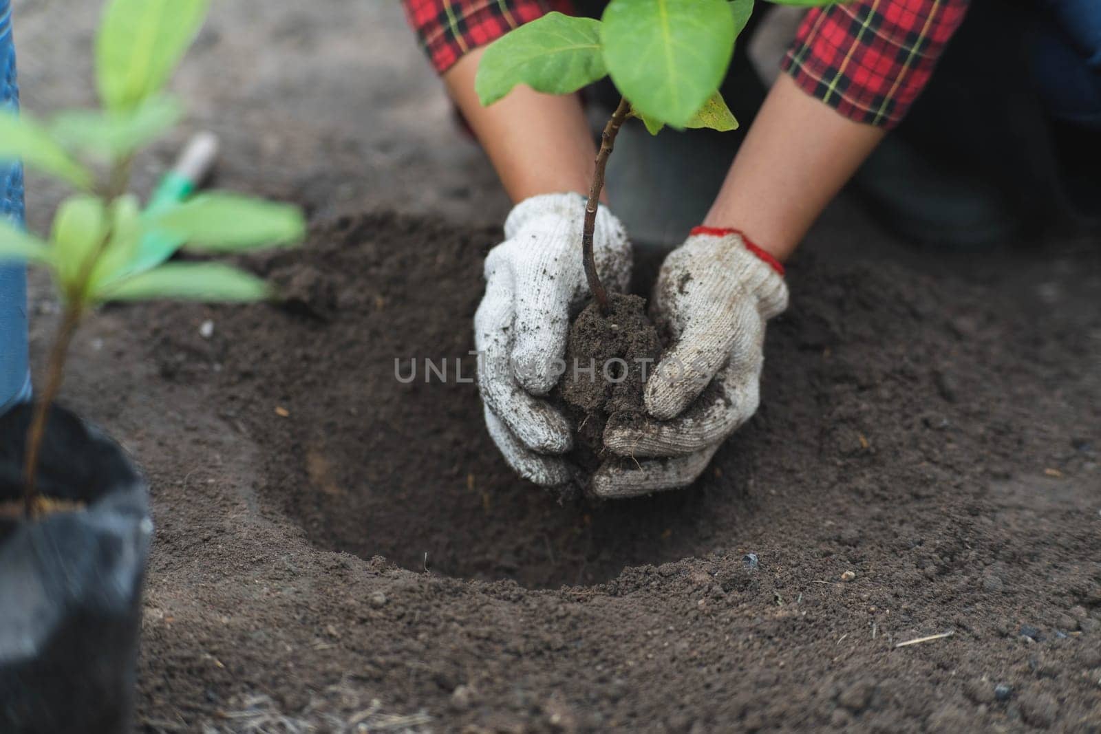 Female hands planting plants in the soil. Gardening and growing vegetables at home. by TEERASAK