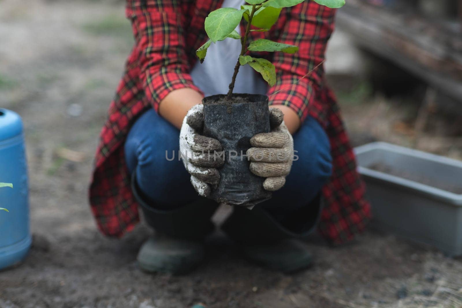 A female gardener's hand holds a bag of seedlings to be planted in the ground. Female hands planting plants in the soil by TEERASAK