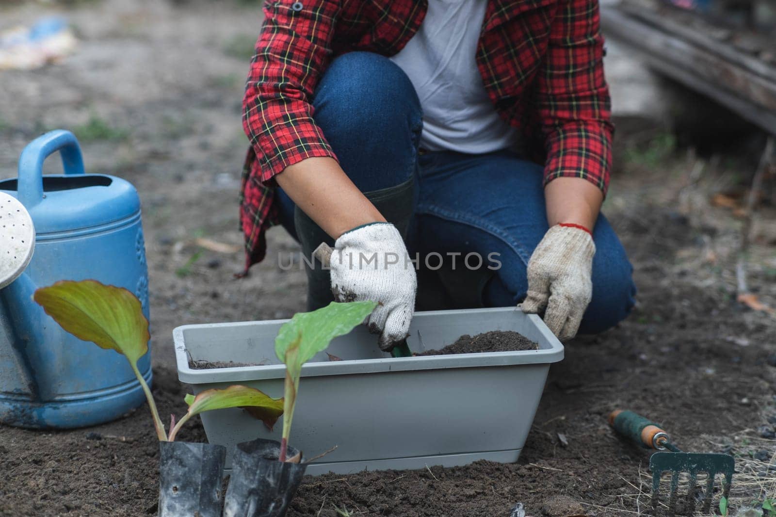 Woman's hands transplanting plant from a bag of seedlings to a new pot. Female gardener planting seedlings in pots with soil. Gardening and growing vegetables at home. by TEERASAK