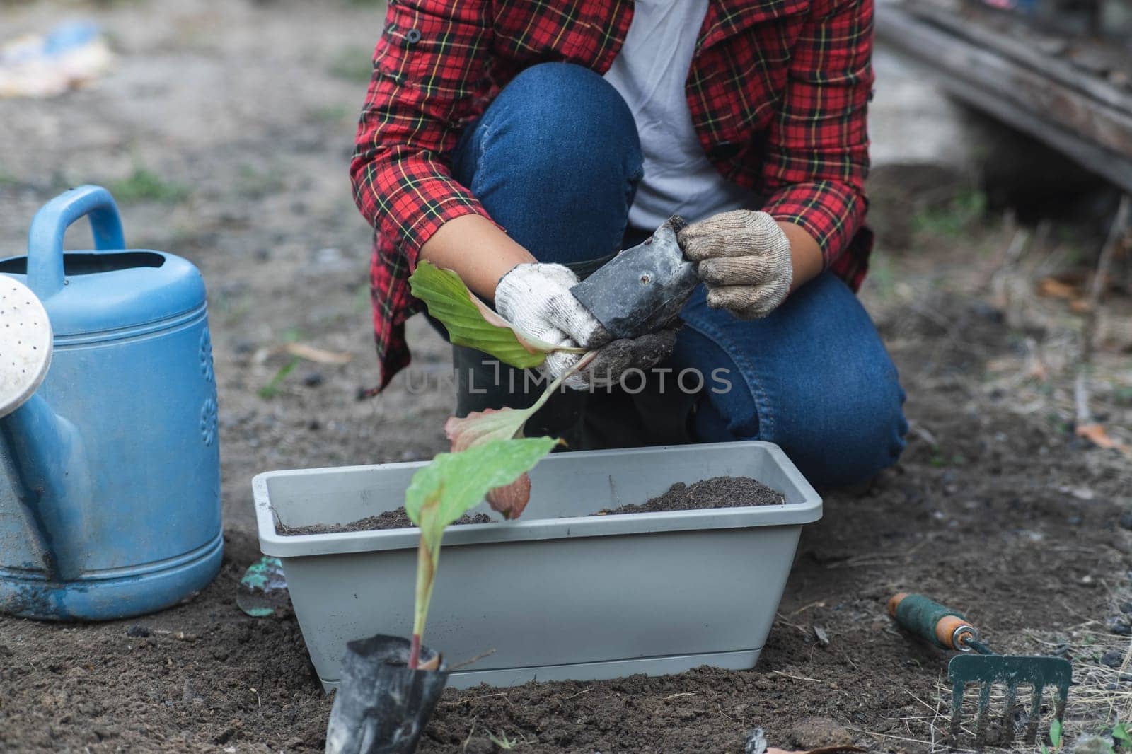 Woman's hands transplanting plant from a bag of seedlings to a new pot. Female gardener planting seedlings in pots with soil. Gardening and growing vegetables at home. by TEERASAK