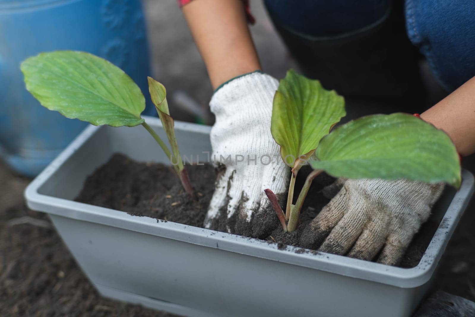 Woman's hands transplanting plant from a bag of seedlings to a new pot. Female gardener planting seedlings in pots with soil. Gardening and growing vegetables at home. by TEERASAK