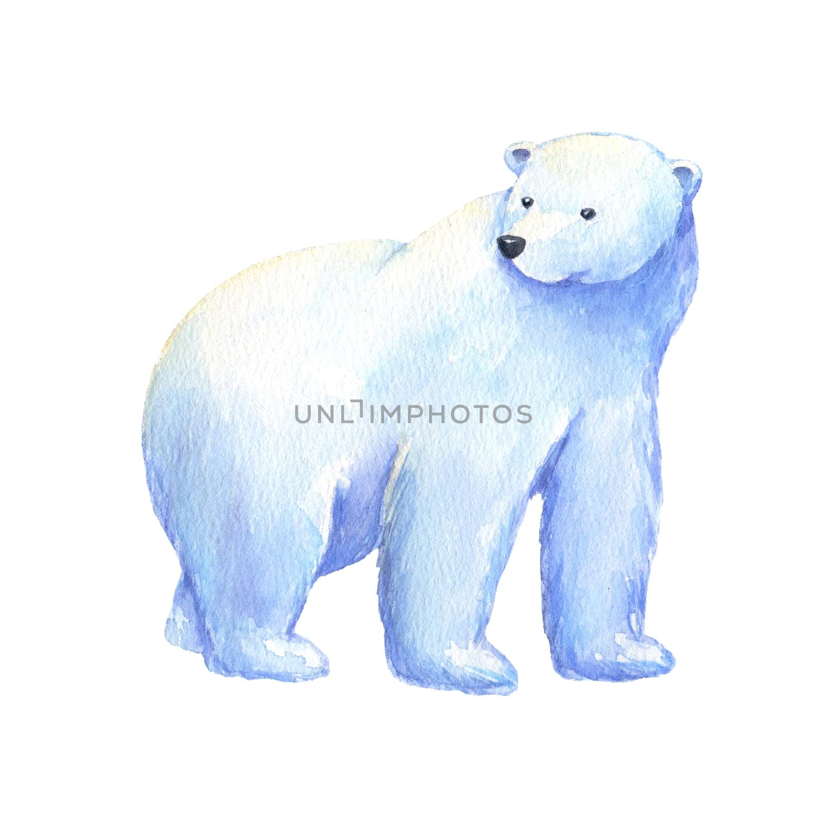 Adult polar bear. Watercolor hand drawn illustration isolated on white. by ElenaPlatova