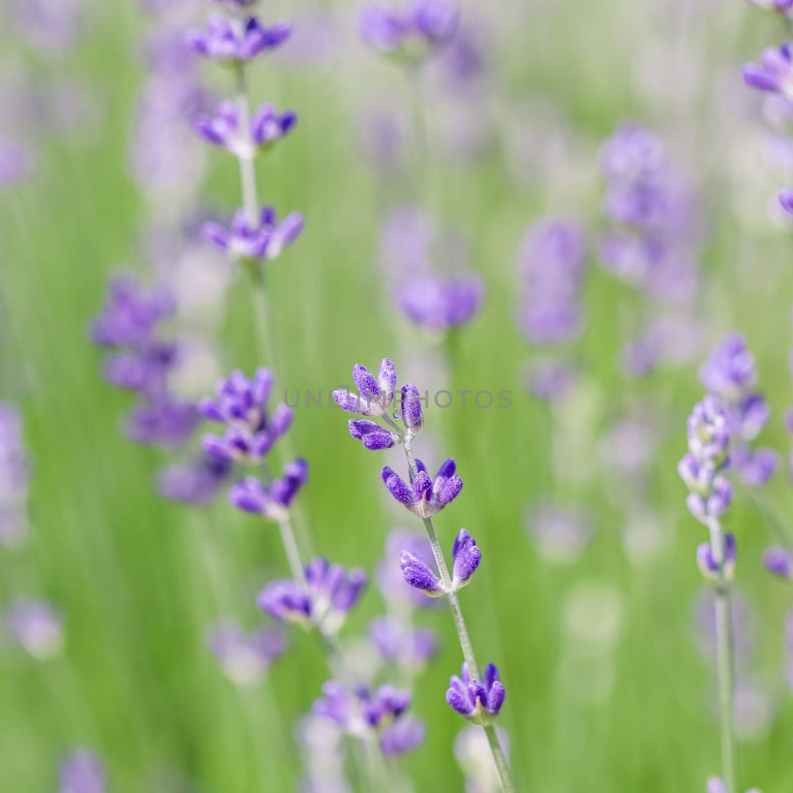 Background from violet lavender with dew drop in the garden. Soft focus