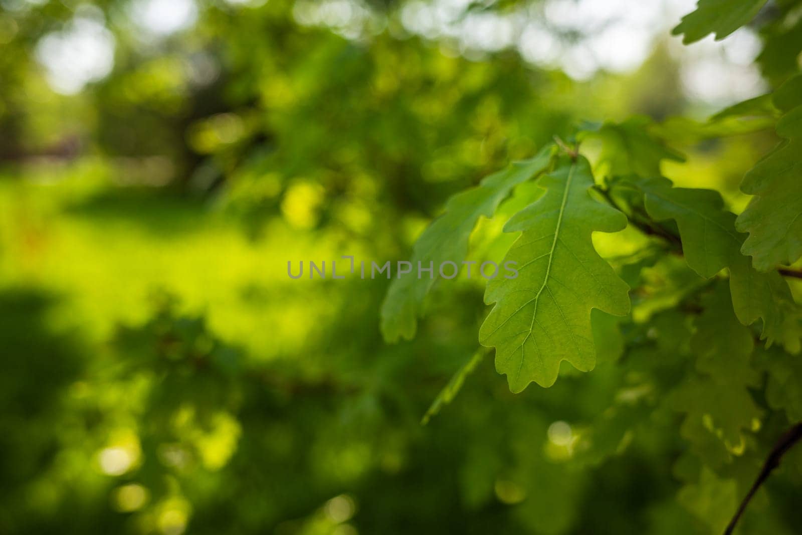 Green fresh oak leaves. Fresh foliage on trees at sunset against a spring background.