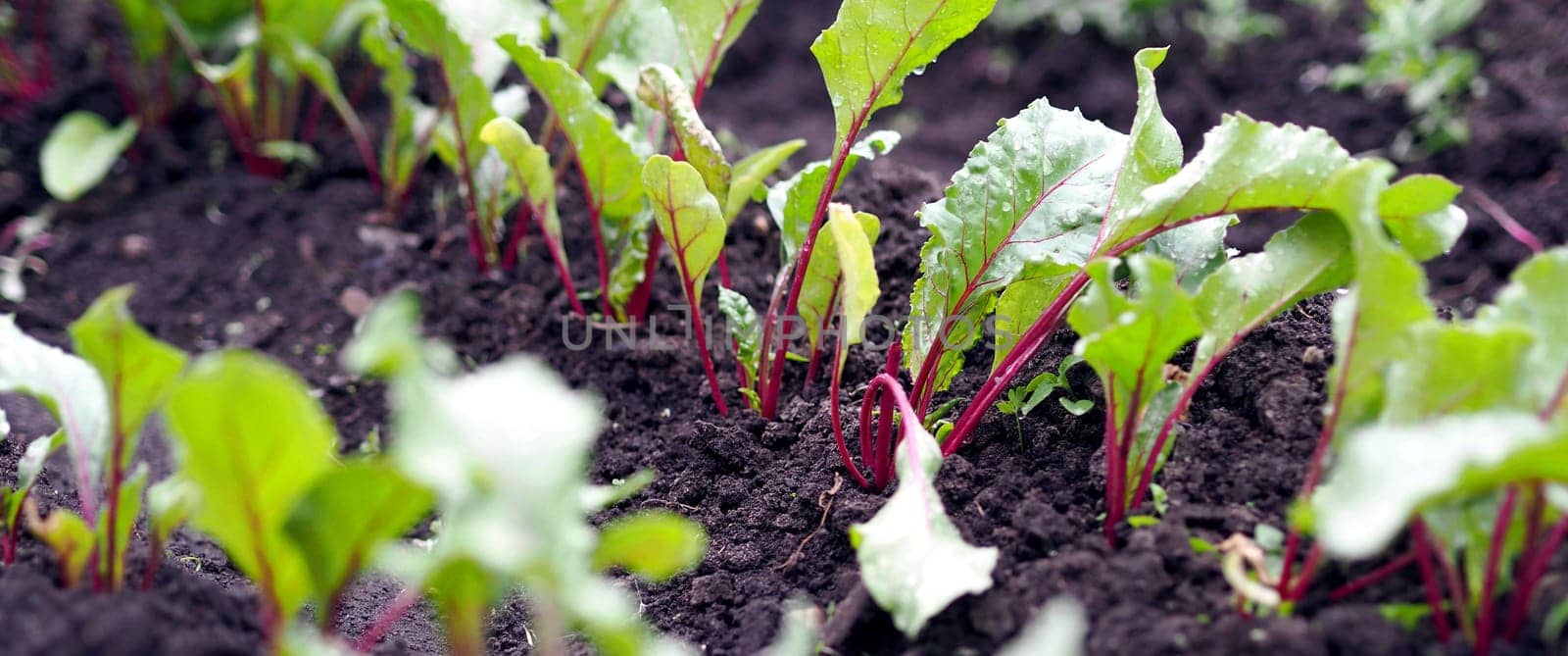 Agricultural background. Vegetable garden with many edible plants. Young beet plants grow in the garden. by TatianaPink