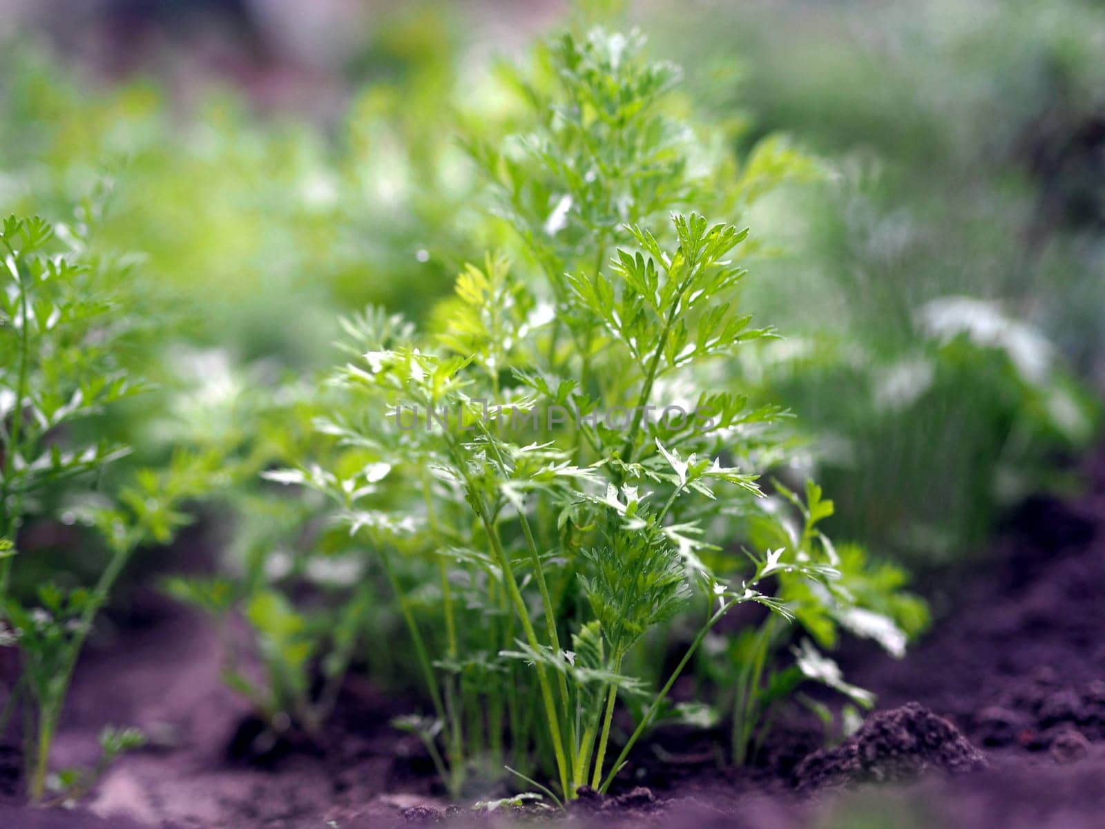 Natural vegetable green background.Young tops of carrots grow in the garden in the open air.Agricultural background. by TatianaPink