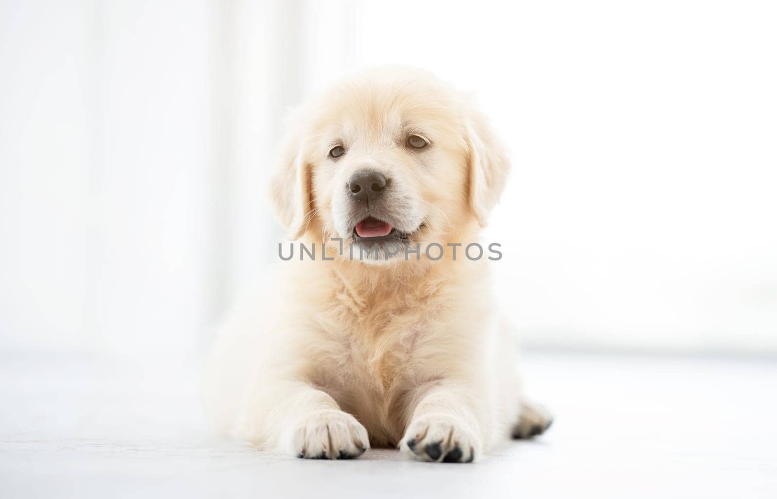 Sweet retriever puppy lying in light room