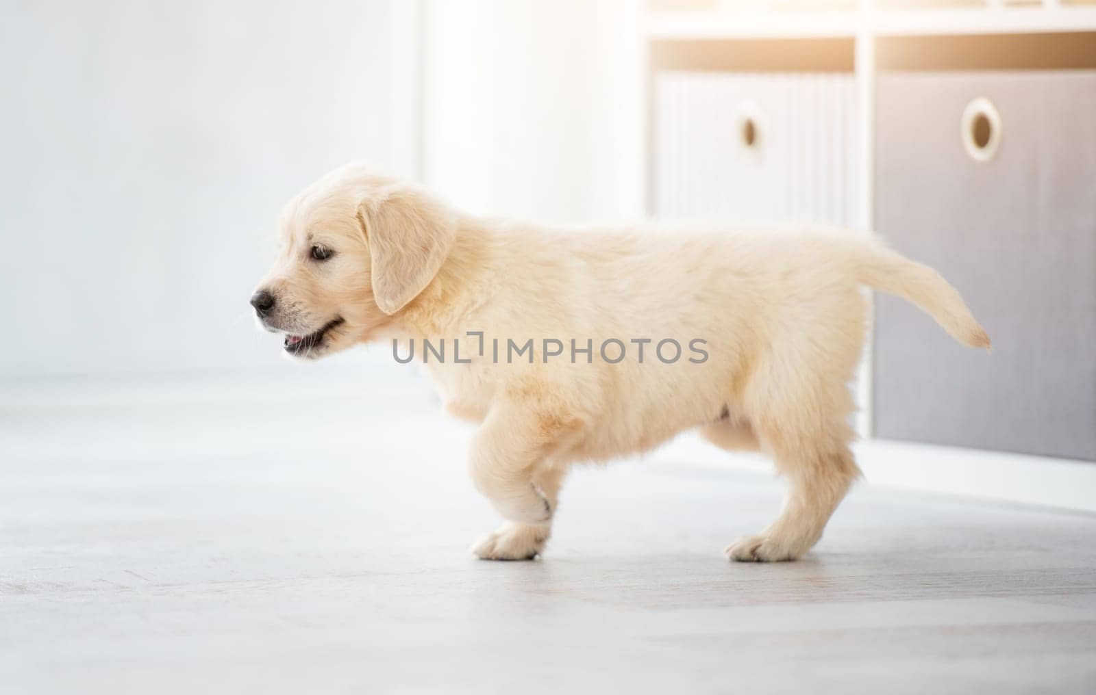Young retriever dog sitting at home