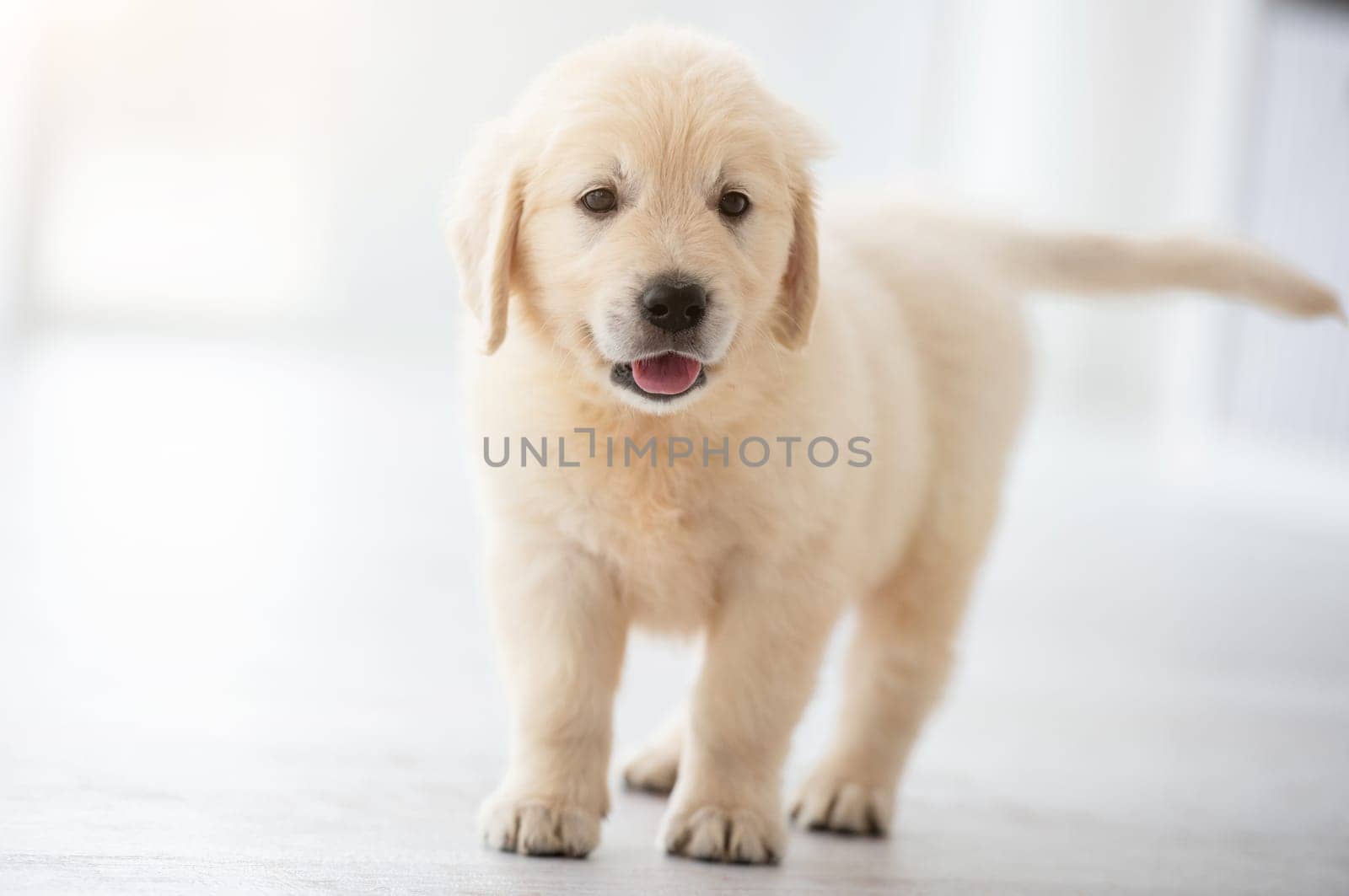 Cute puppy standing on floor in light room