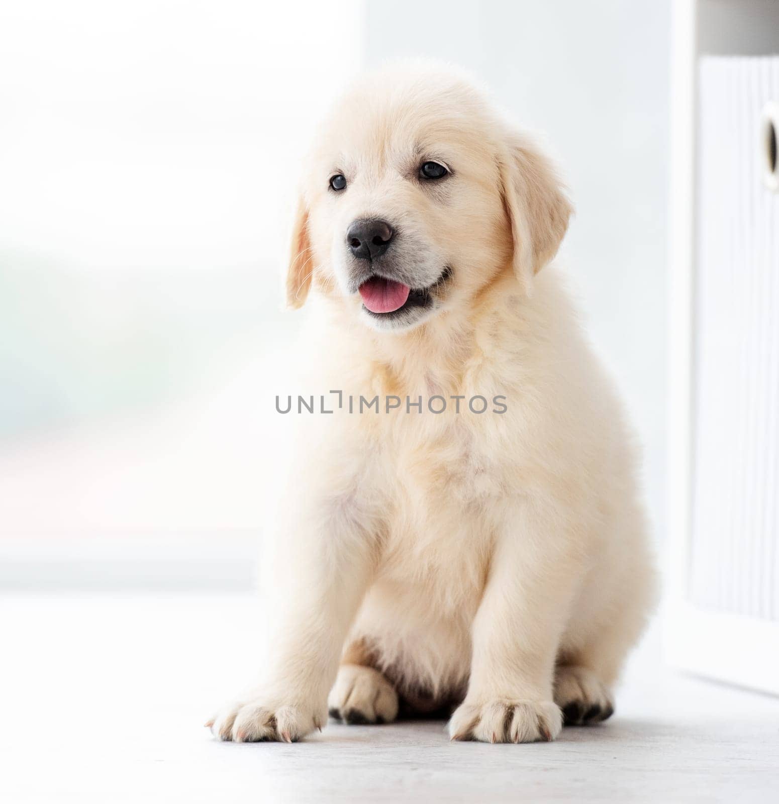 Sweet retriever puppy sitting indoors