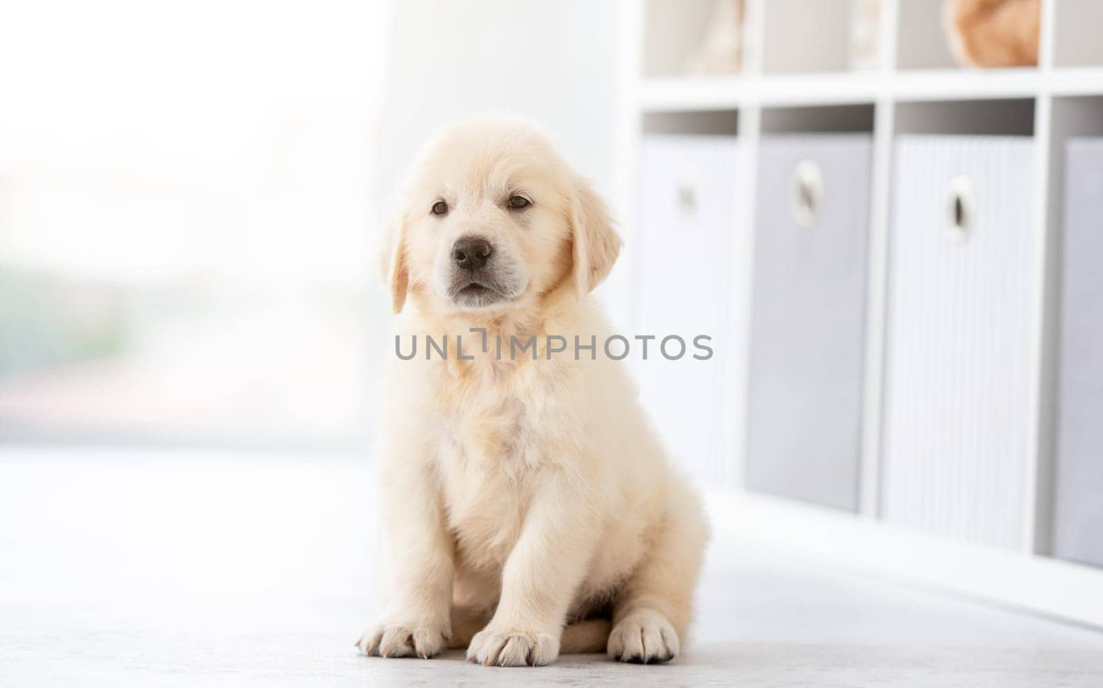 Funny retriever puppy sitting on floor at home
