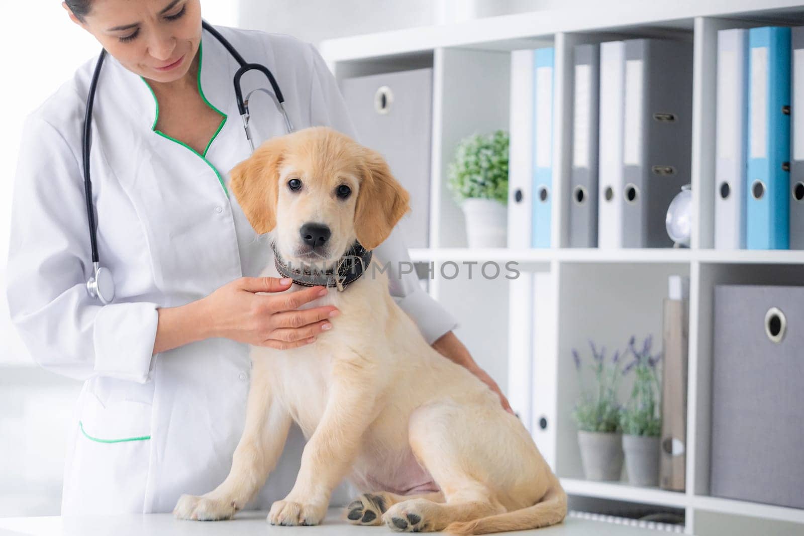 Cute young dog in veterinarian hands