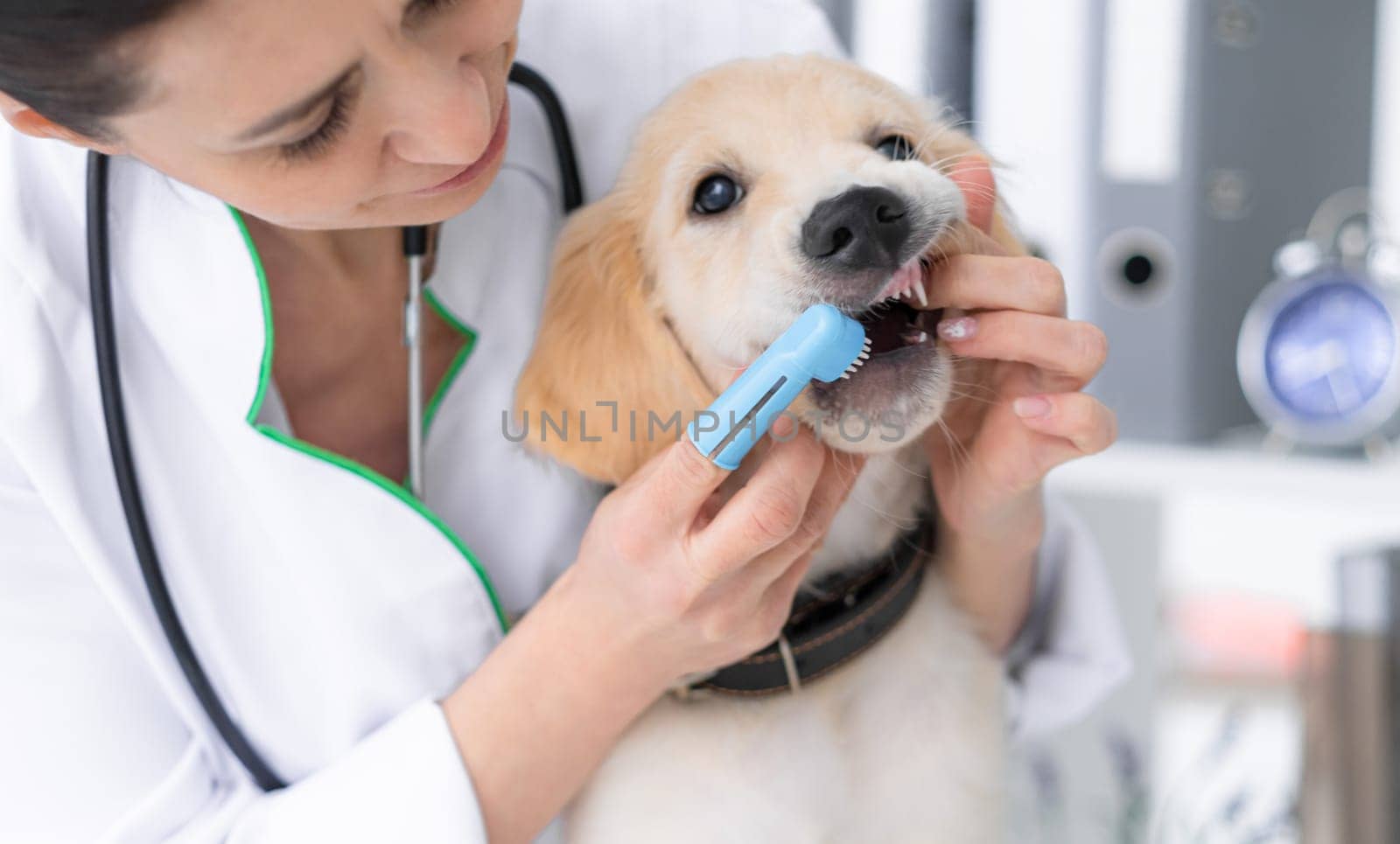 Vet cleaning dog teeth by finger brush