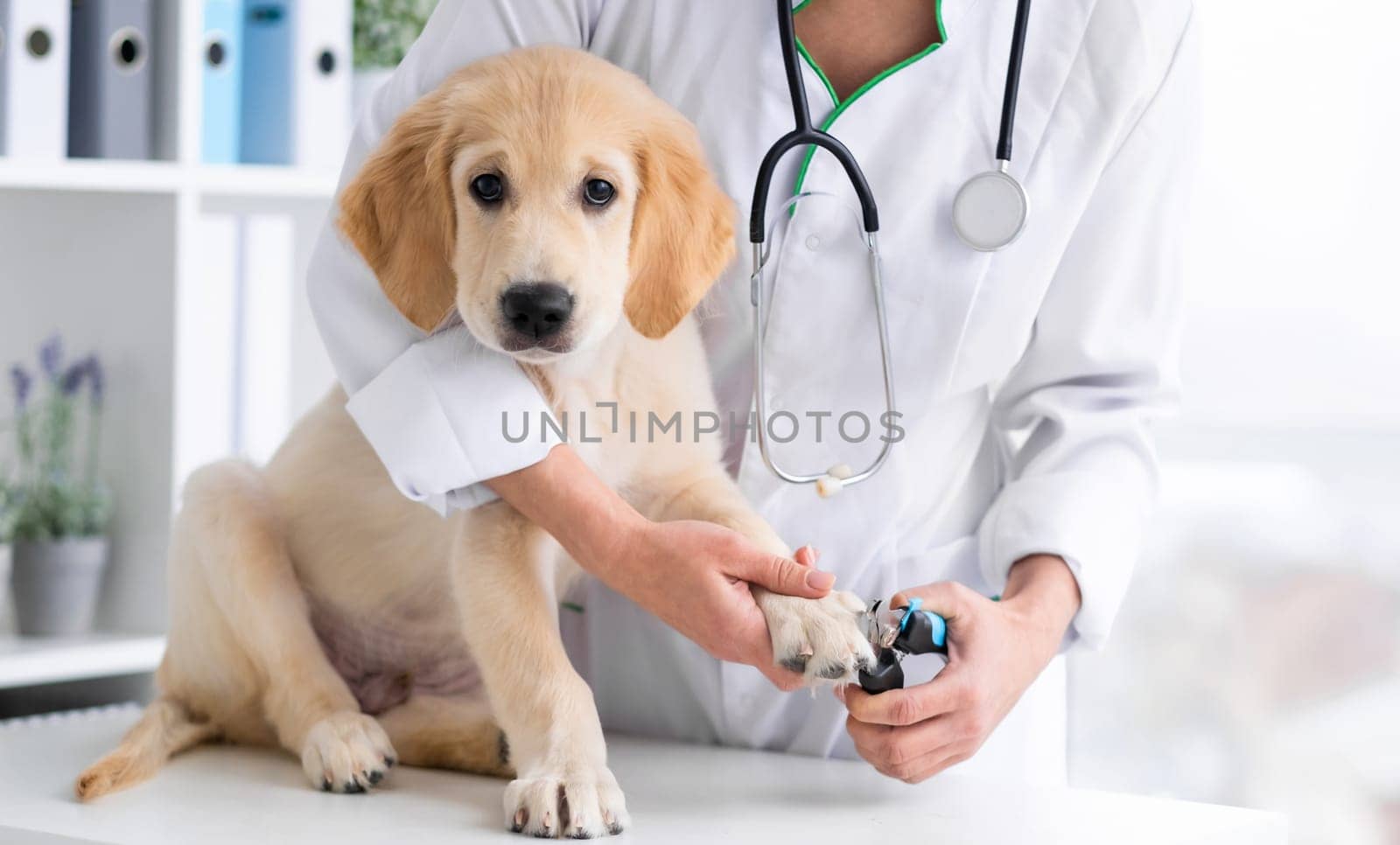 Veterinarian cutting young dog claws in clinic