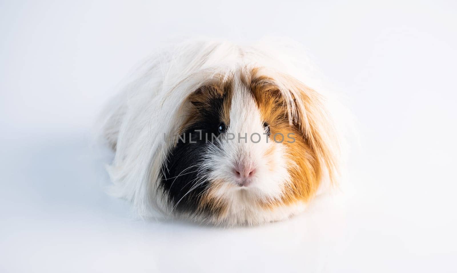 Fluffy guinea pig on white background
