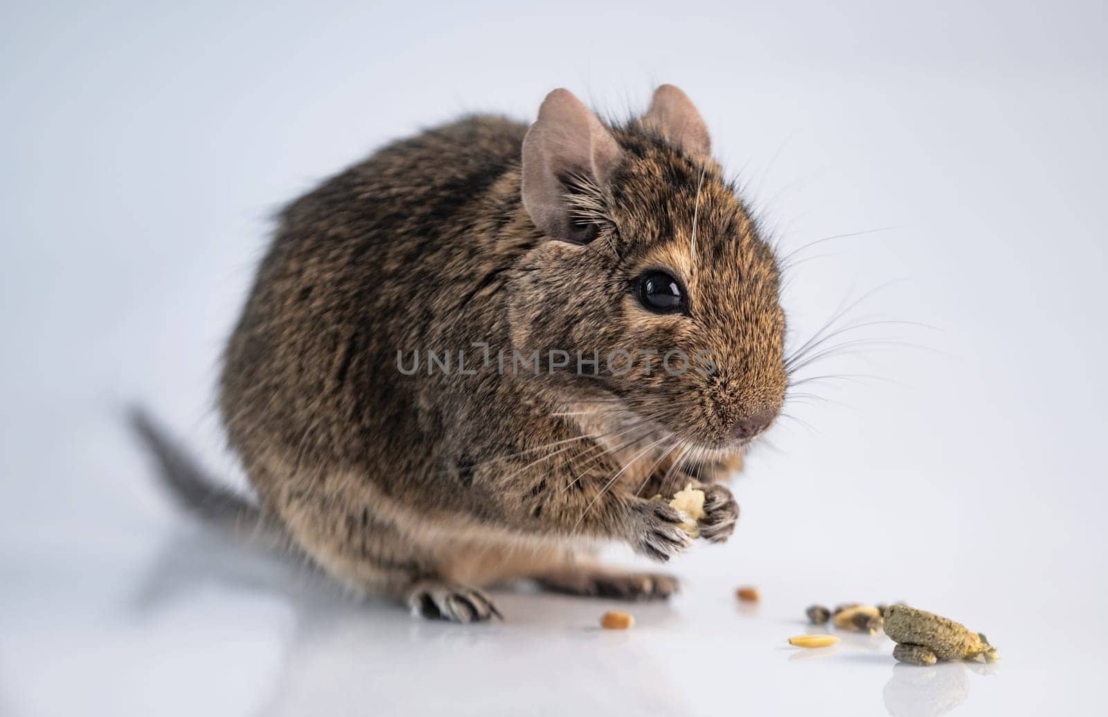 Squirrel degu eating food on light background
