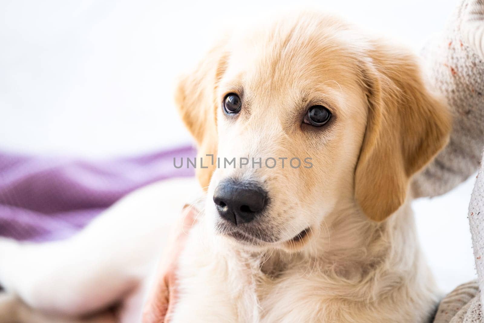 Lovely young retriever dog at home