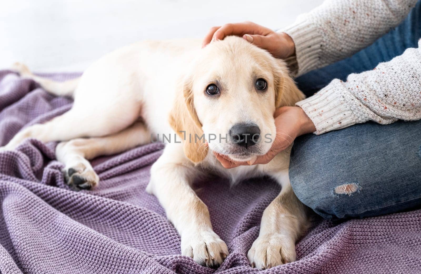 Lovely young retriever dog at home