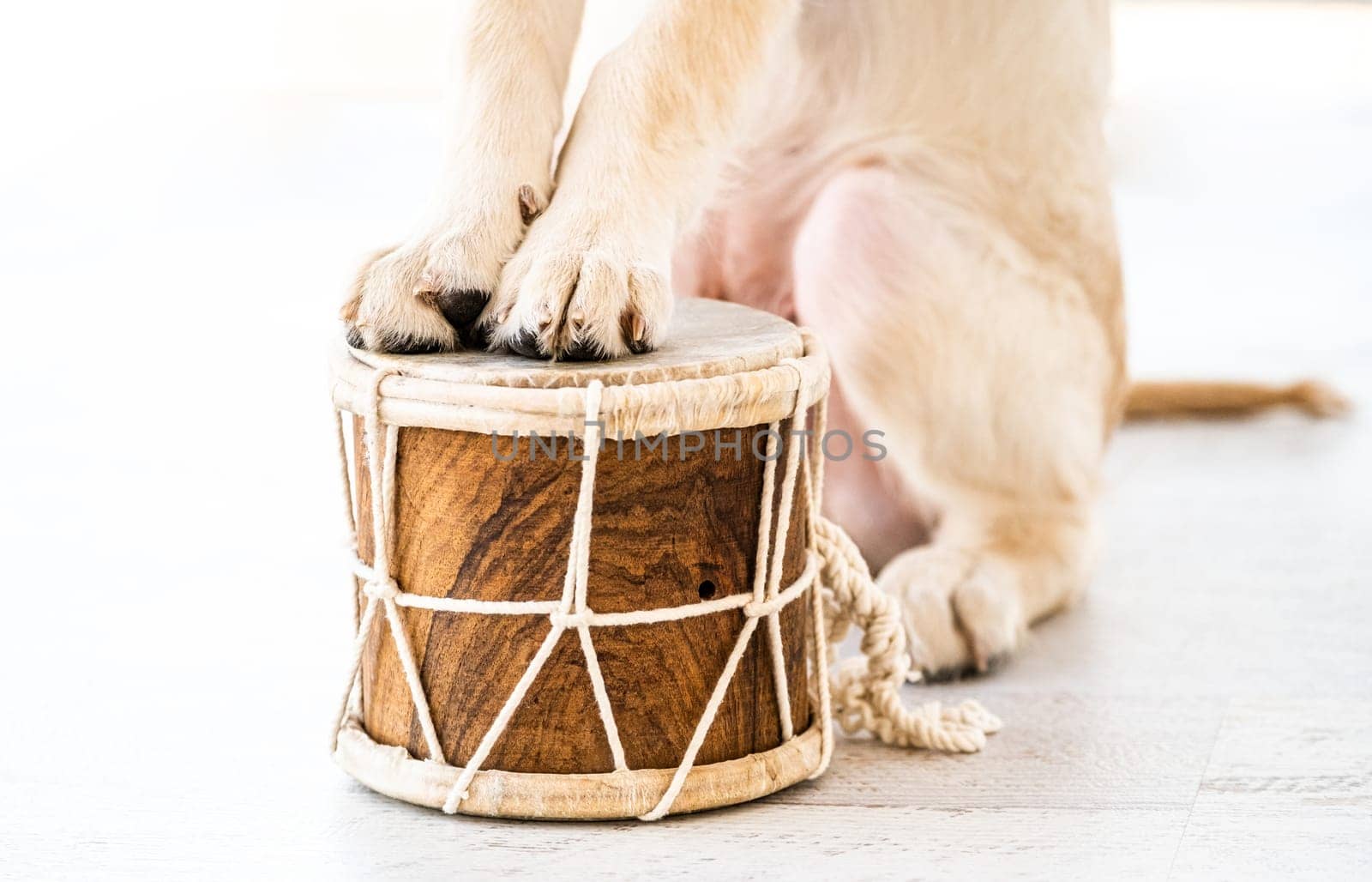 Paws of golden retriever dog on little drum indoors