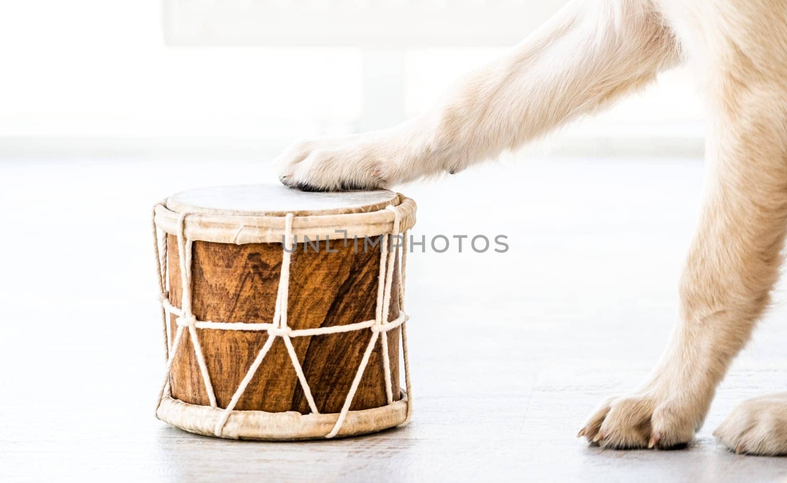 Drum with dog paws on it in light interior