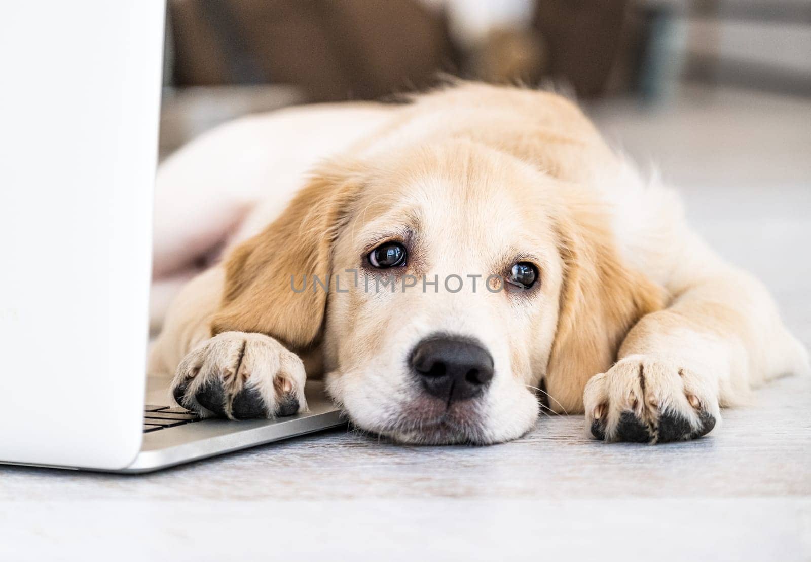 Cute golden retriever dog near laptop indoors