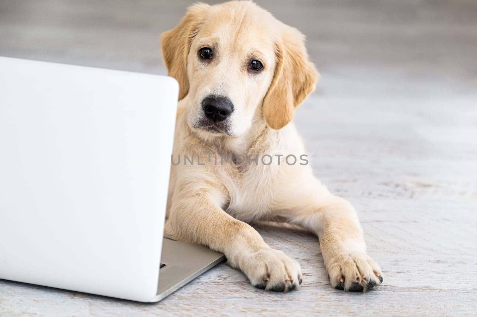 Cute golden retriever dog near laptop indoors