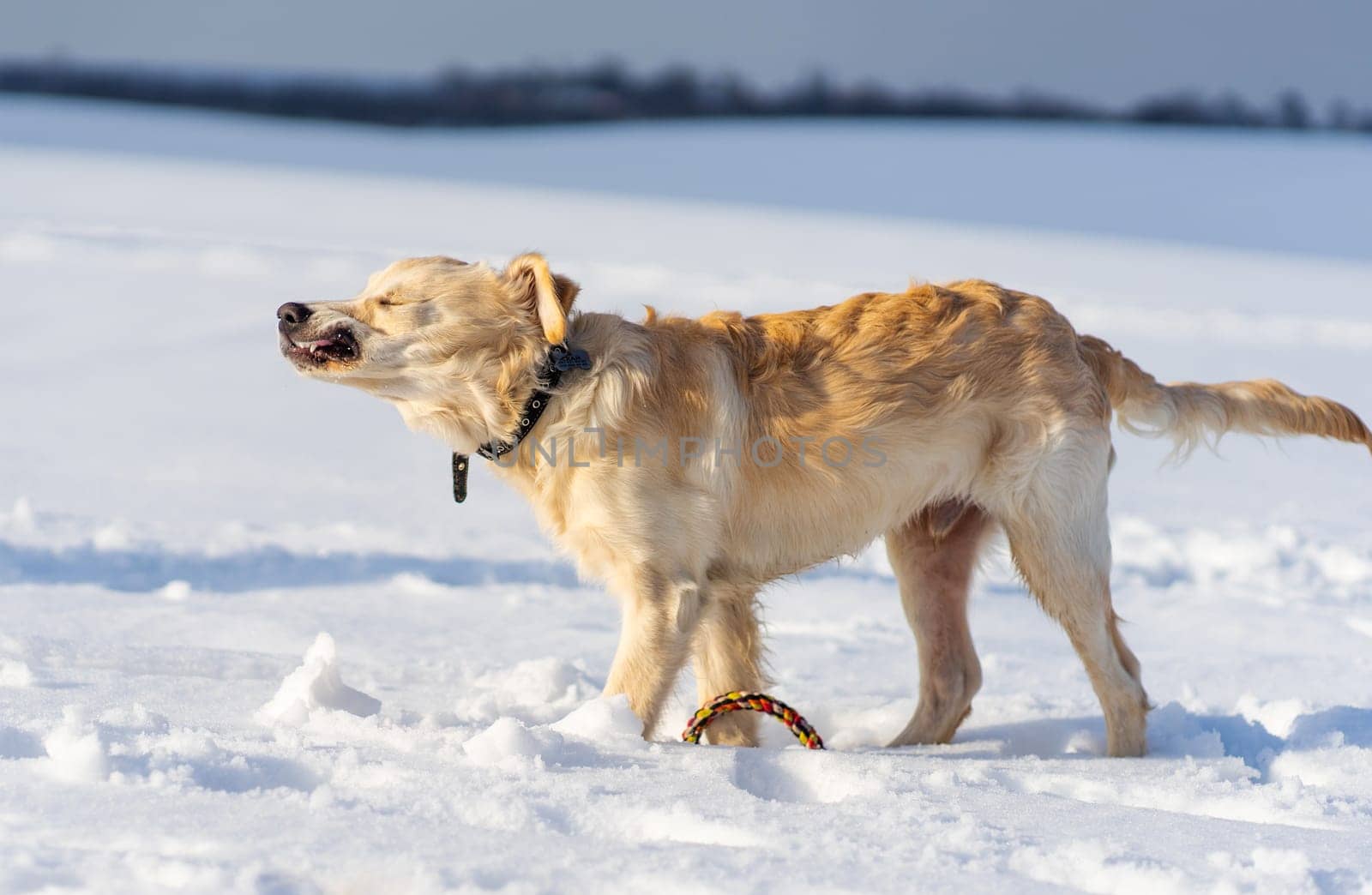 Lovely dog shaking off snow standing on snowy white field
