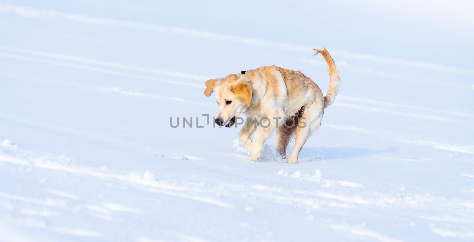 Lovely young dog jumping in fresh snow