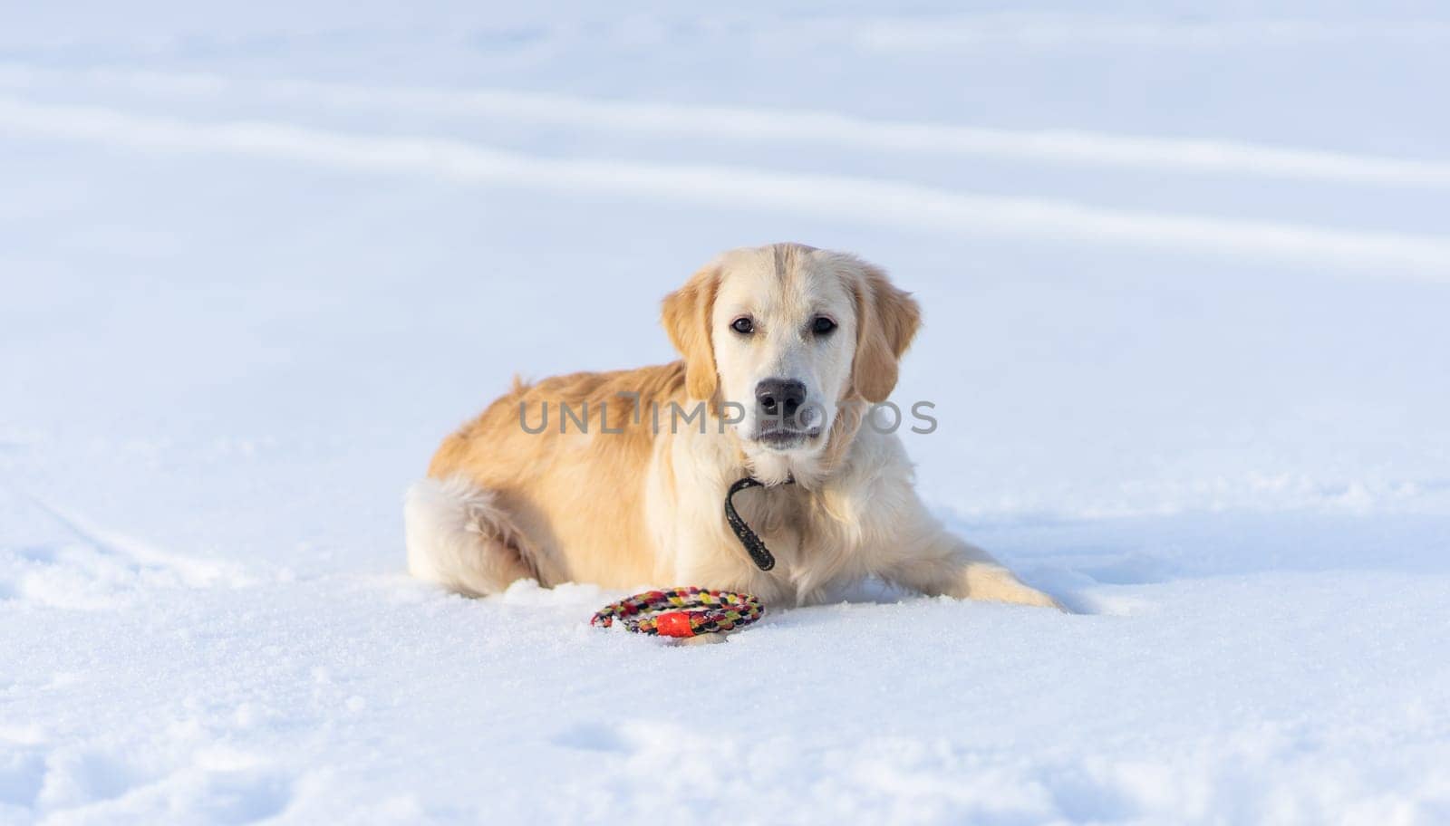 Lovely dog lying on sparkling snow with toy ring