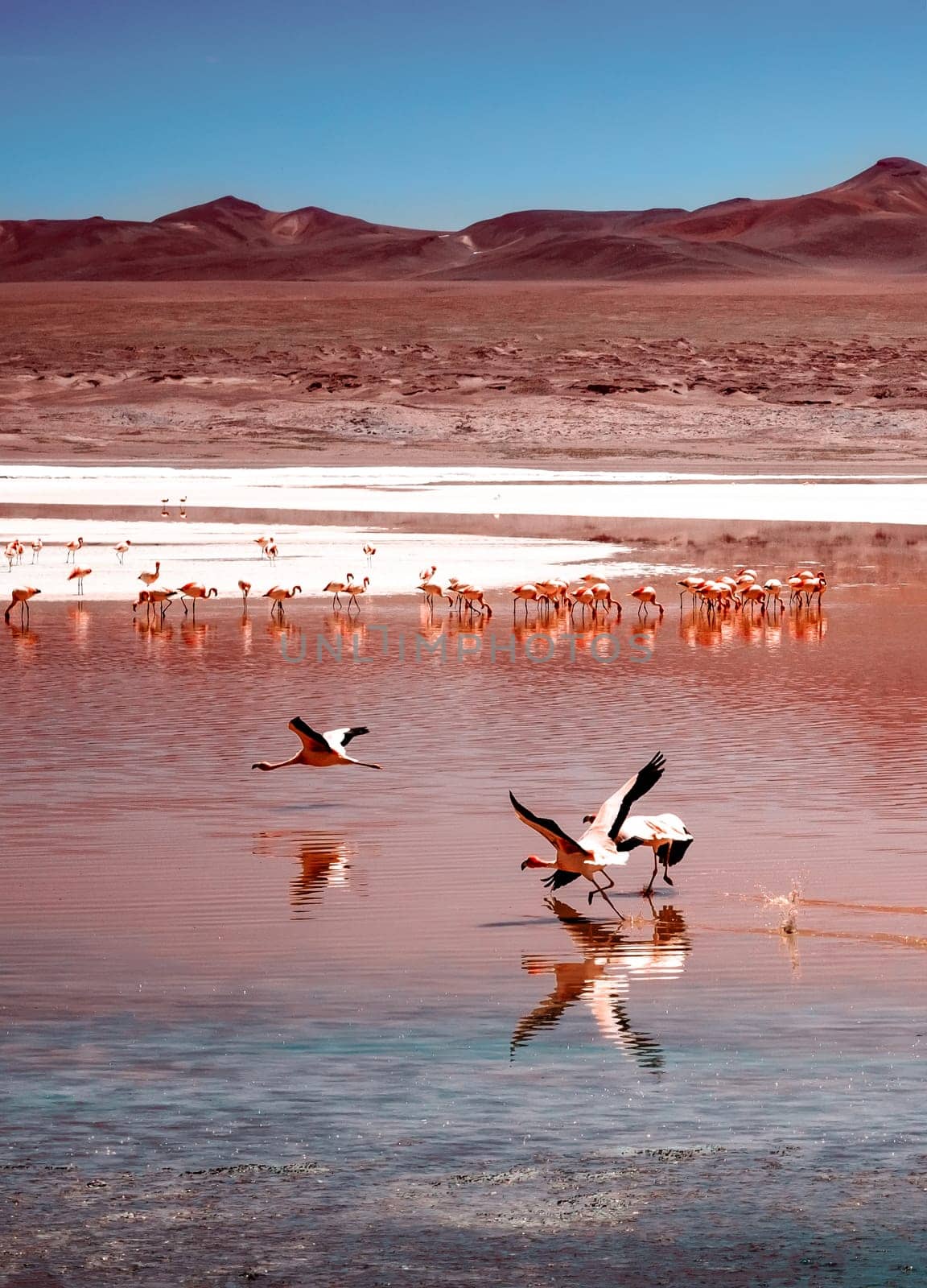 Amazing Laguna Colorada scenery with flock of beautiful flamingos by GekaSkr