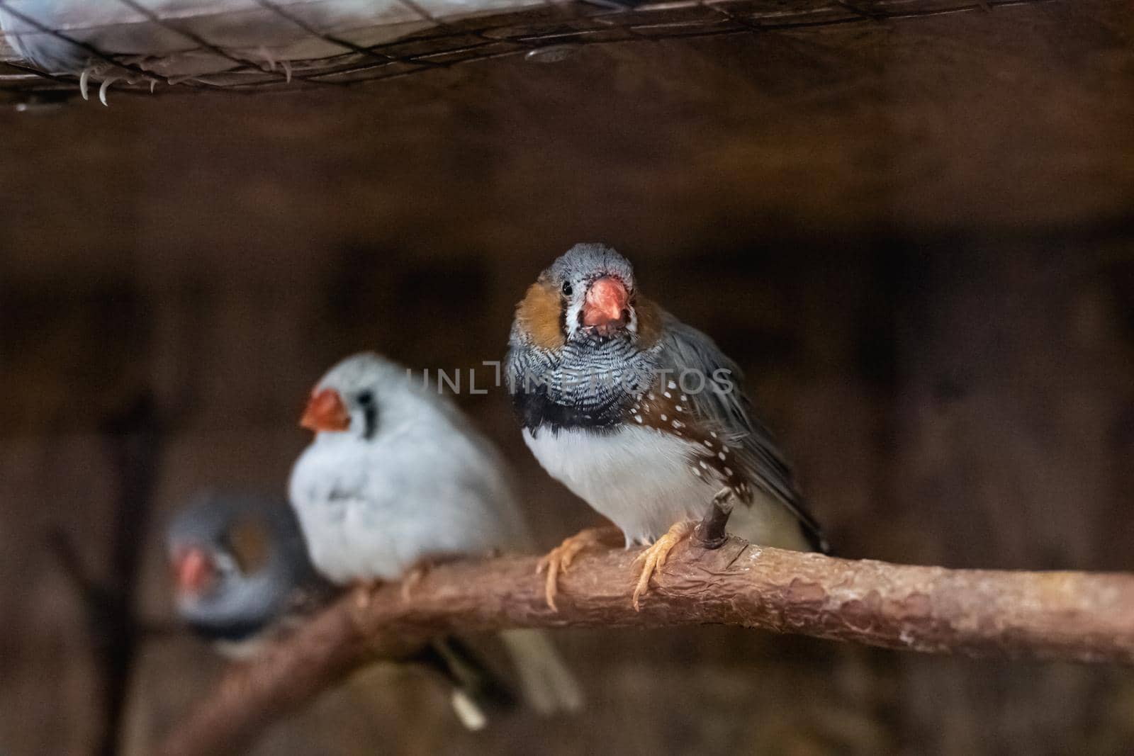Two gray birds are sitting on a branch in a cage