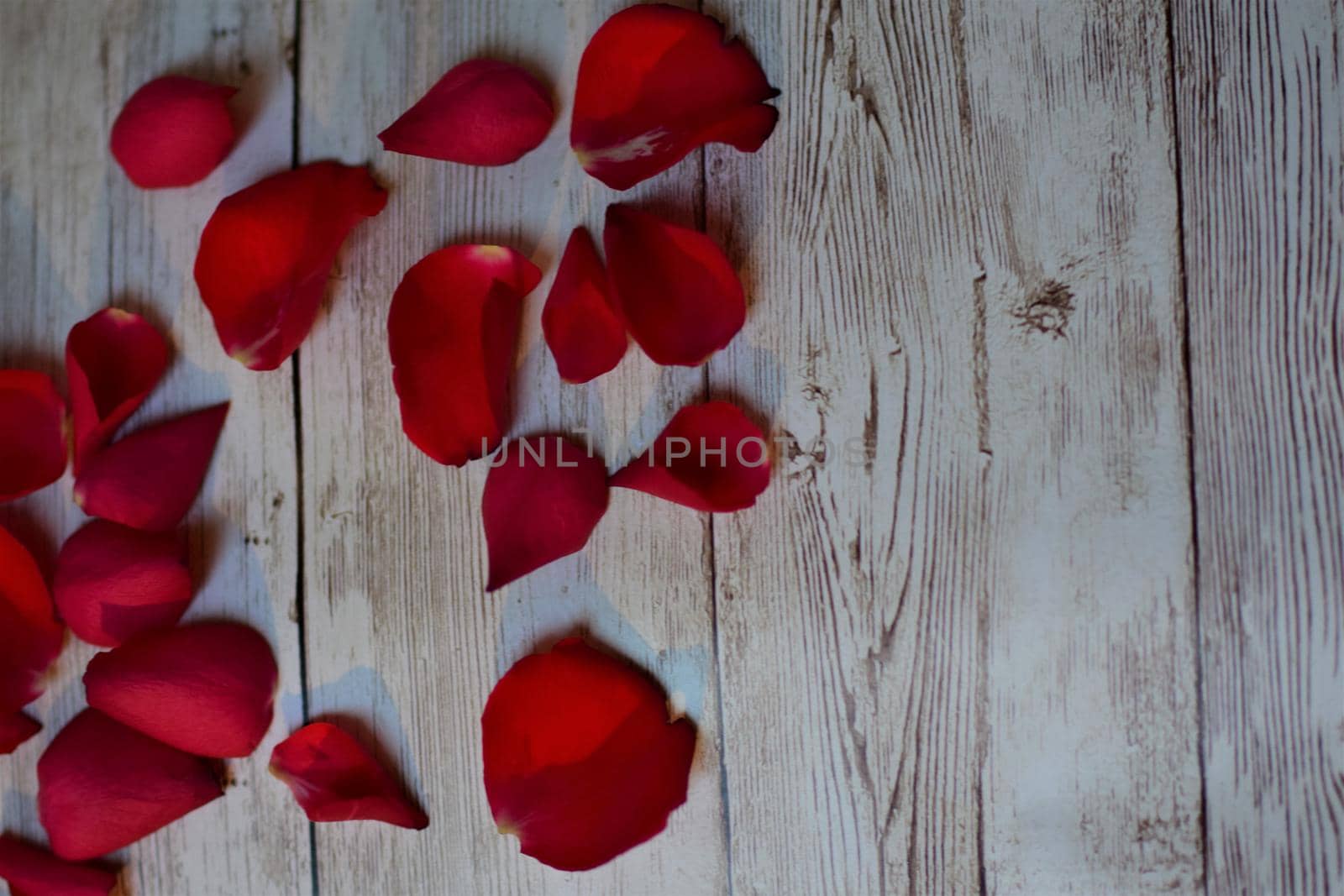 View from above on red rose petals on a textured beige background with copy space