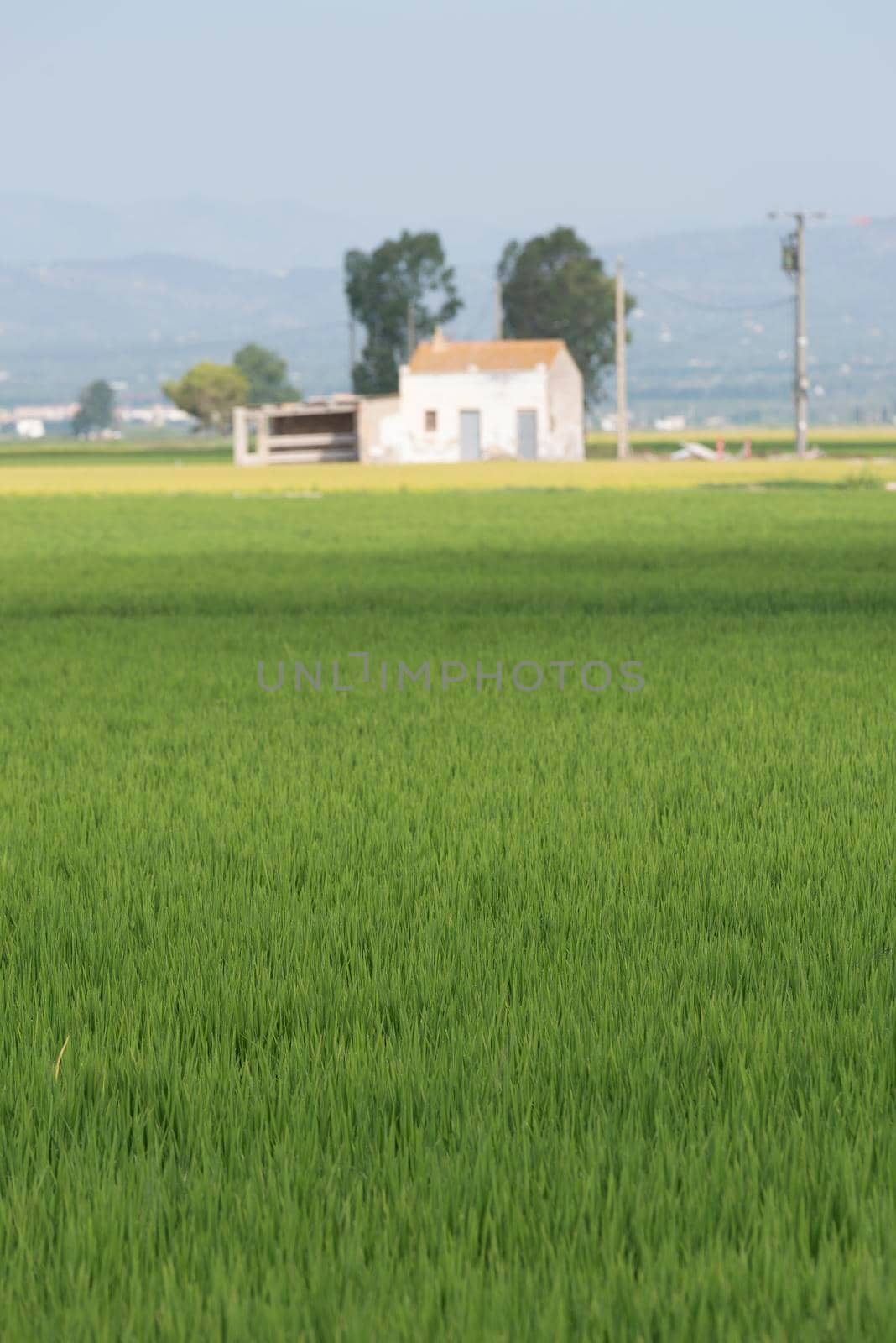 green rice paddy landscape on sunny day