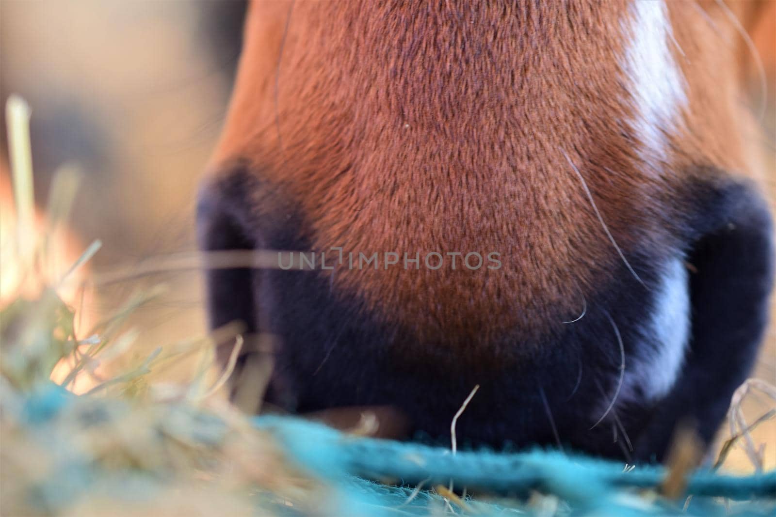 Close up the mouth of a brown horse near hay under a green hay net by Luise123