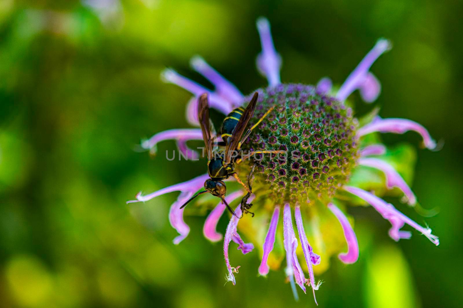 A wasp on a flower eats a caught insect by ben44