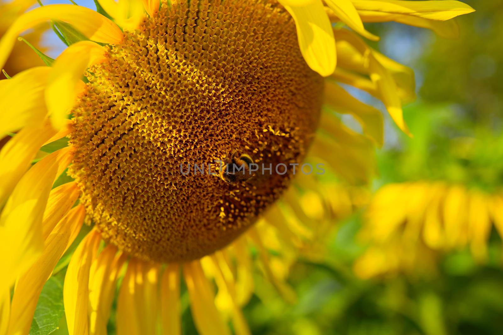 Close-up of bees pollinating a blooming sunflower. Soft focus