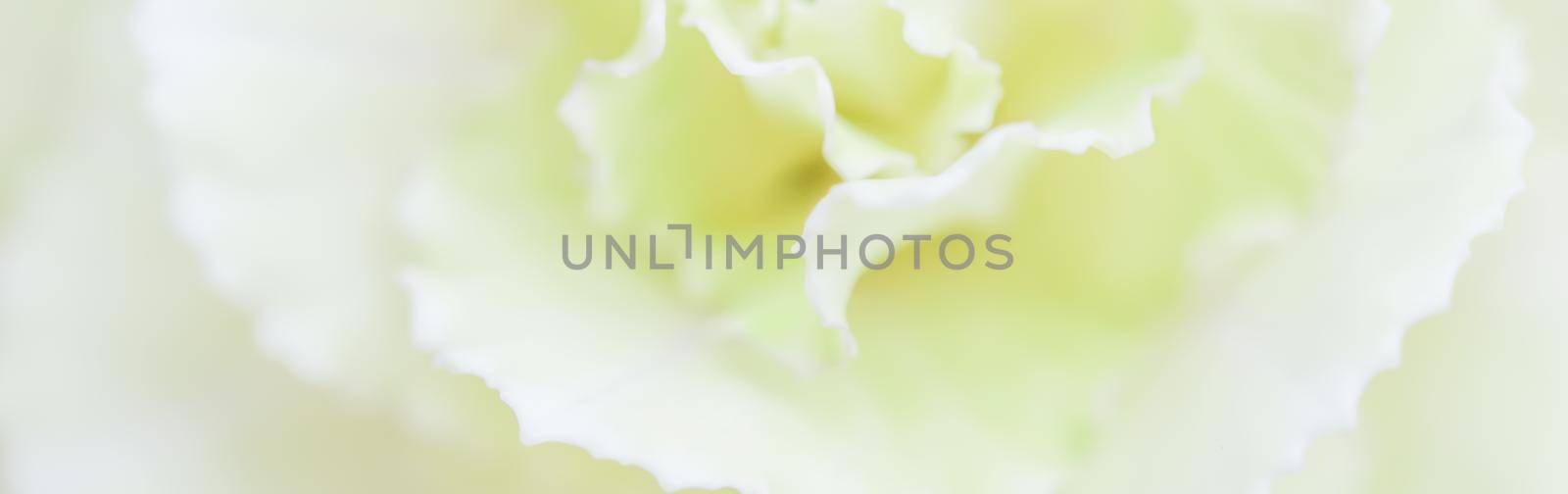Retro art, vintage card and botanical concept - Abstract floral background, pale yellow carnation flower. Macro flowers backdrop for holiday brand design