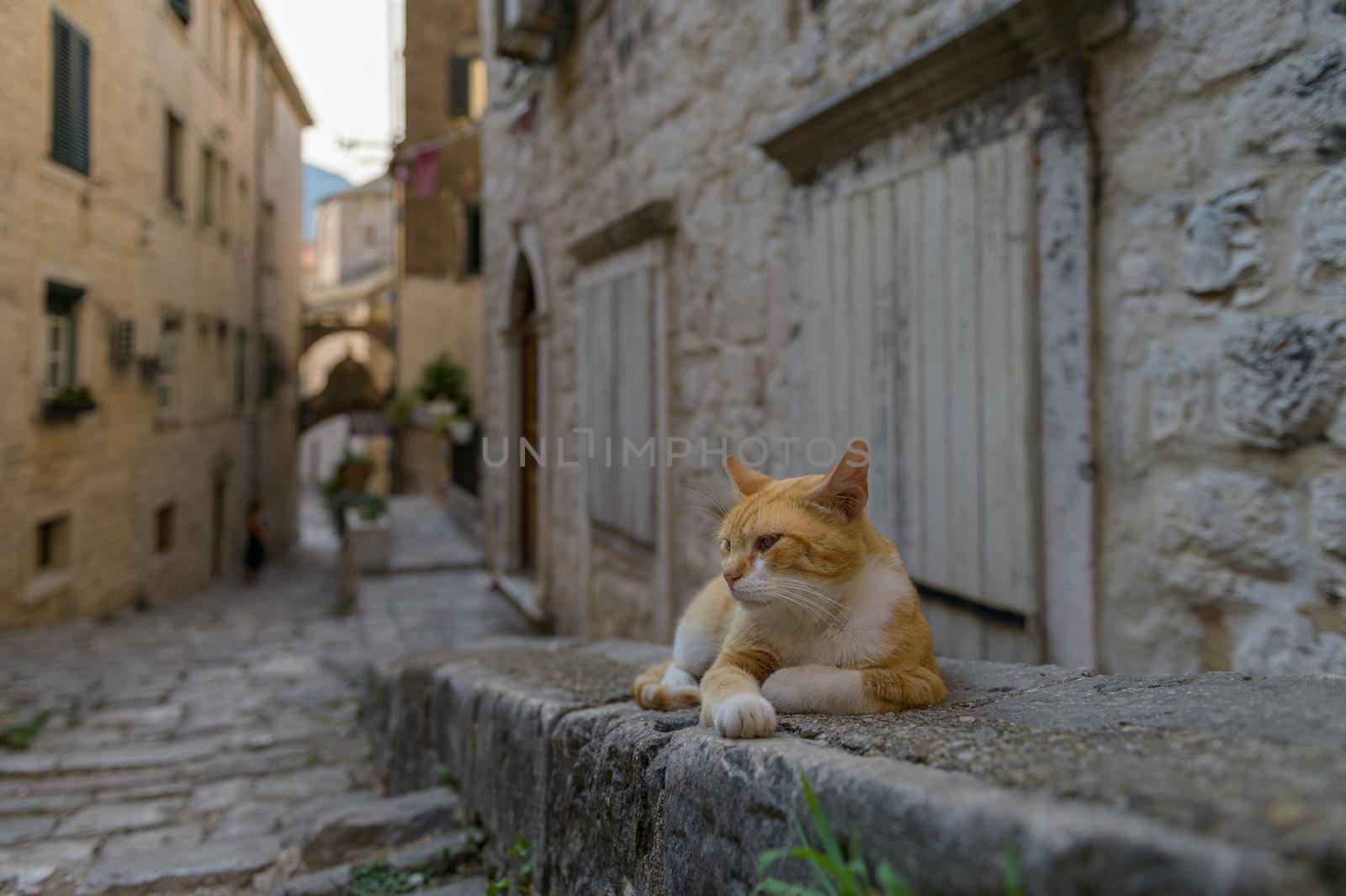 A cat sitting on top of a stone pavement at street old medieval town of Kotor, Montenegro