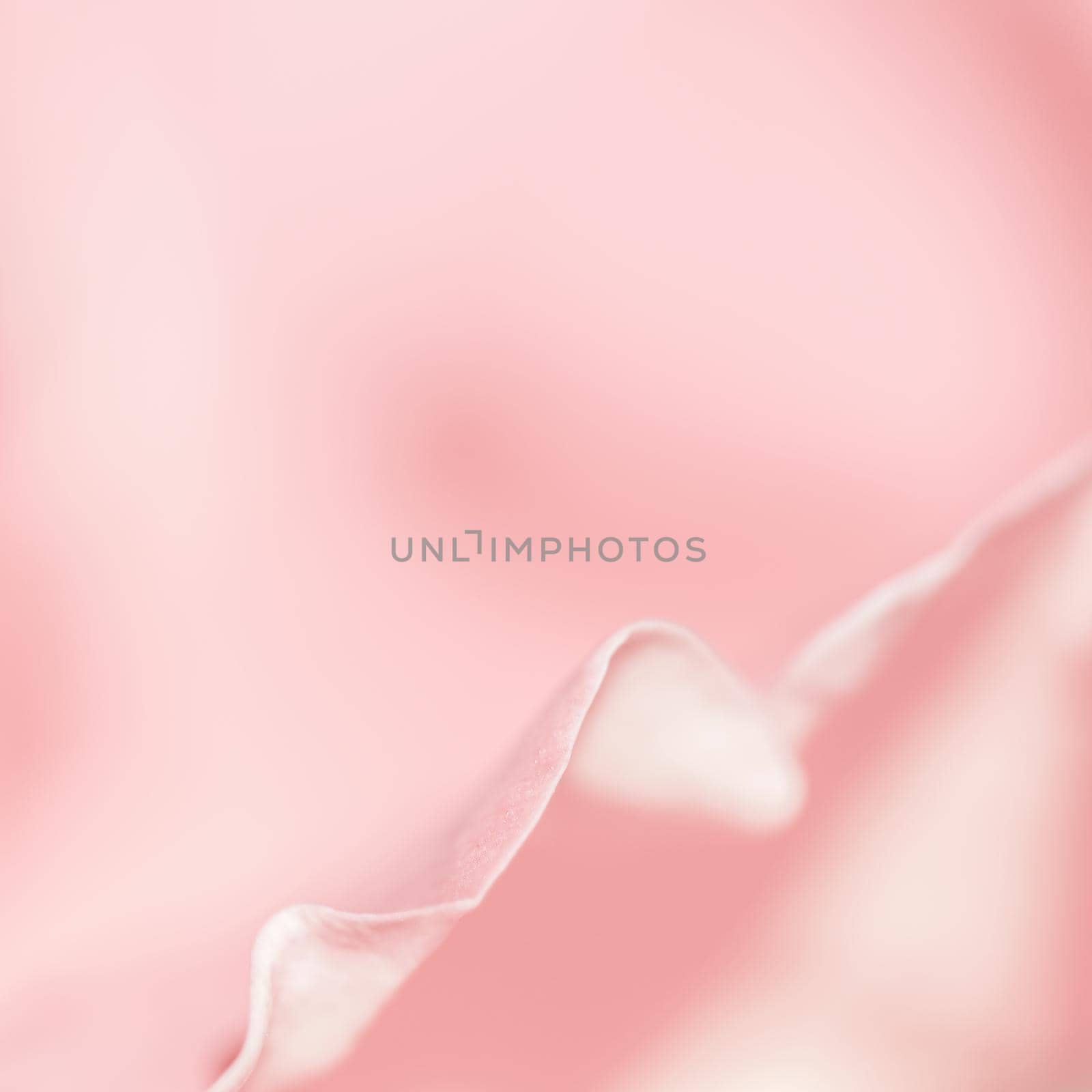 Botanical concept, wedding invitation card - Soft focus, abstract floral background, pink rose flower petals. Macro flowers backdrop for holiday design