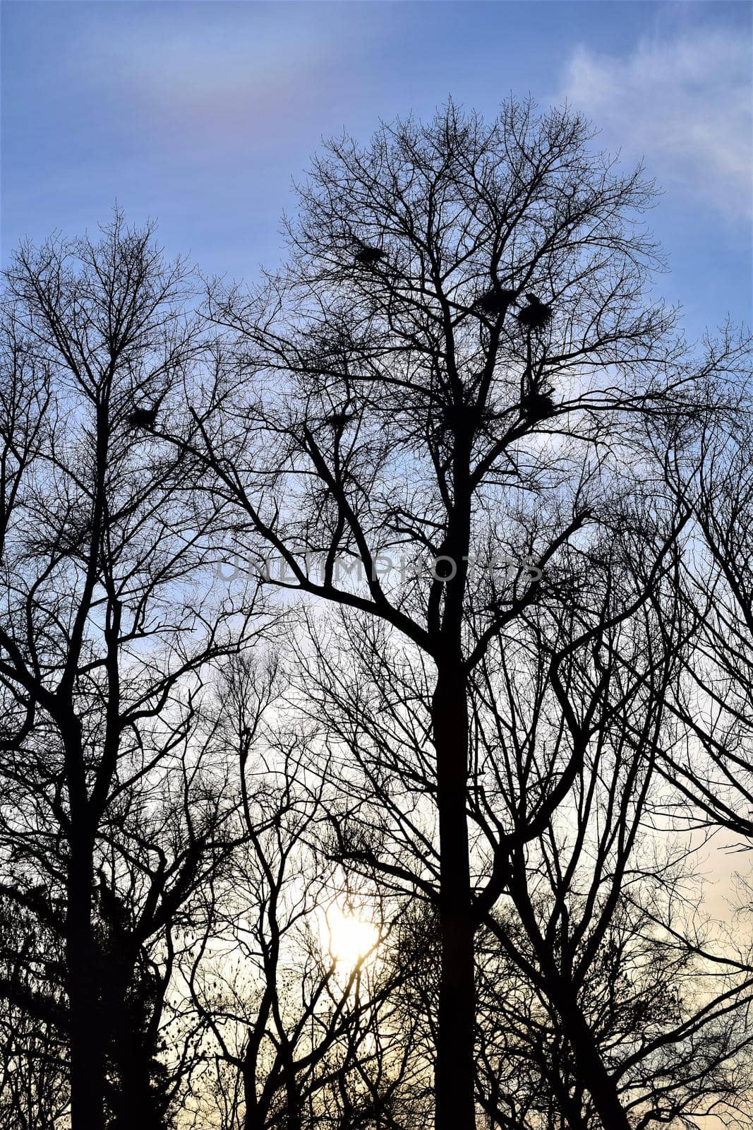 Several herons nests with herons in a treetop