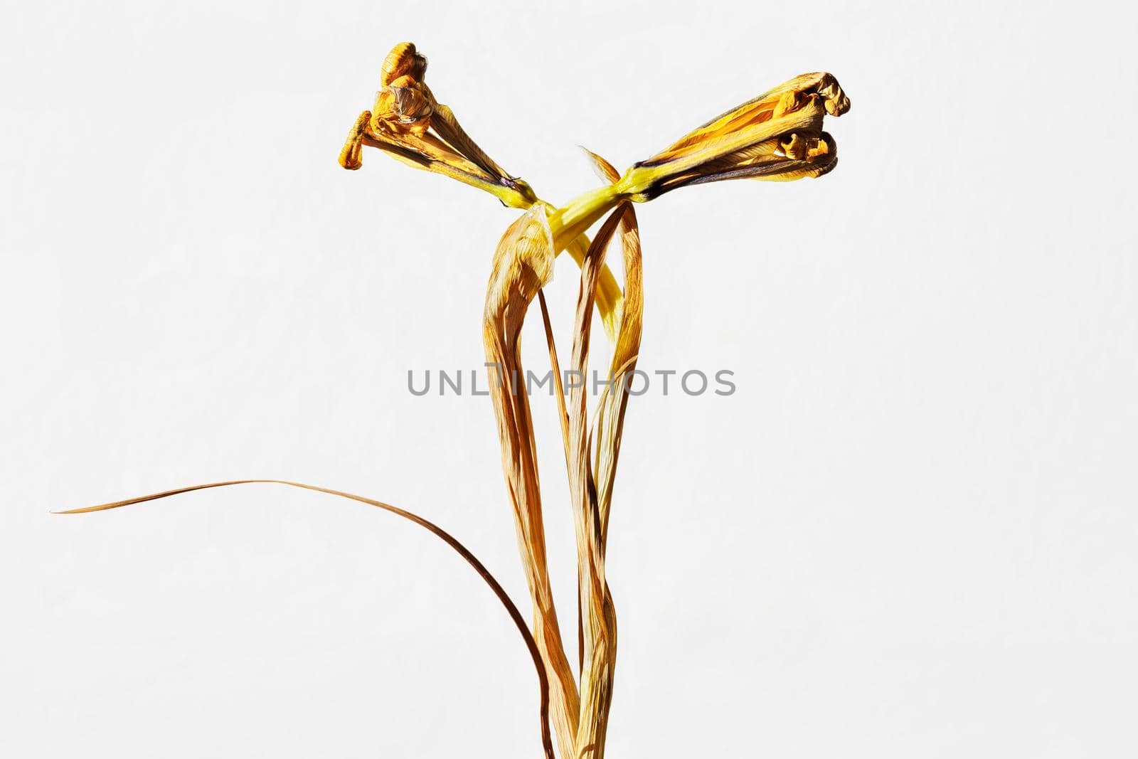 Yellow dried iris flowers on white background