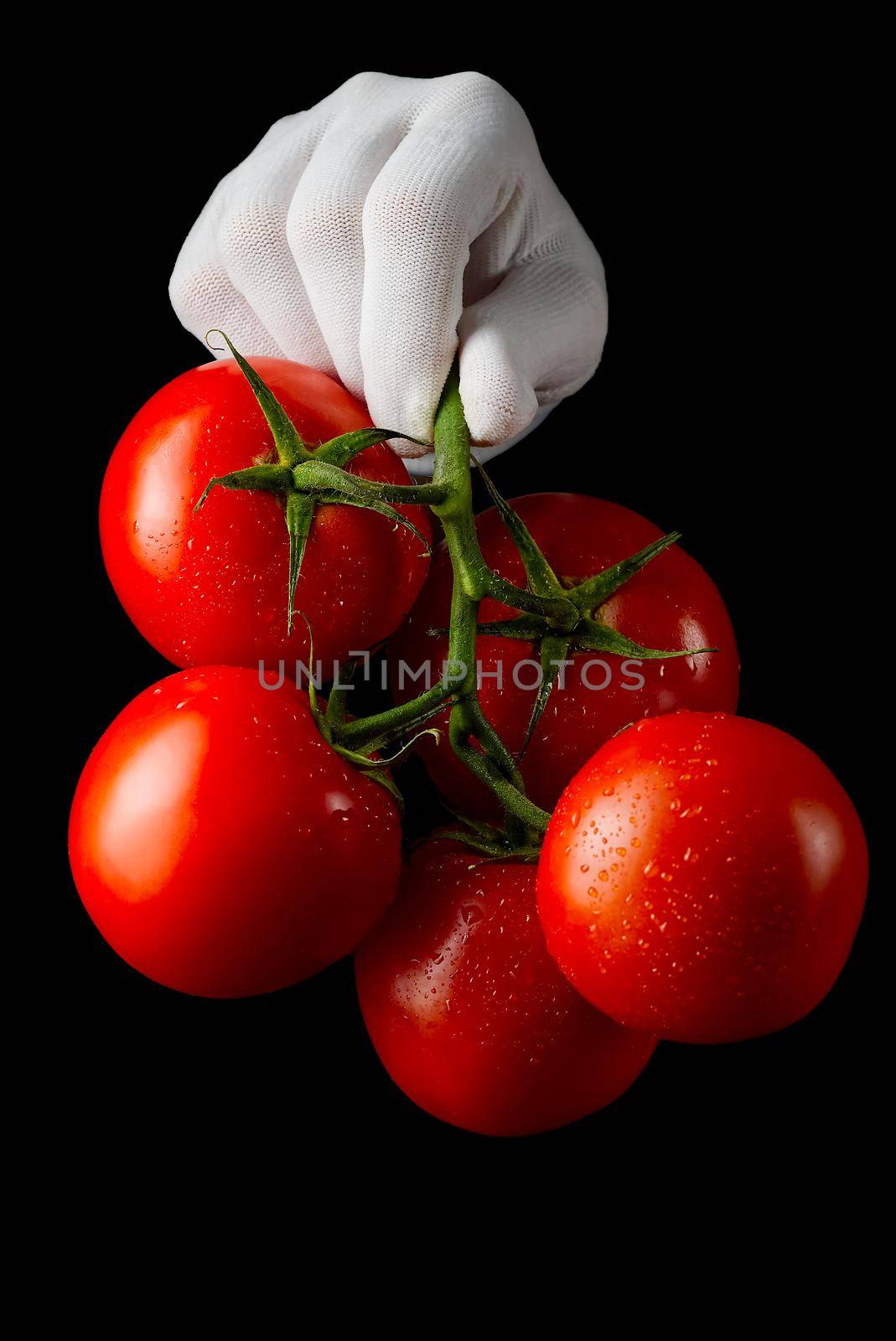 Fine fresh ripe red tomatoes held by a hand in white glove on black background. isolated on black